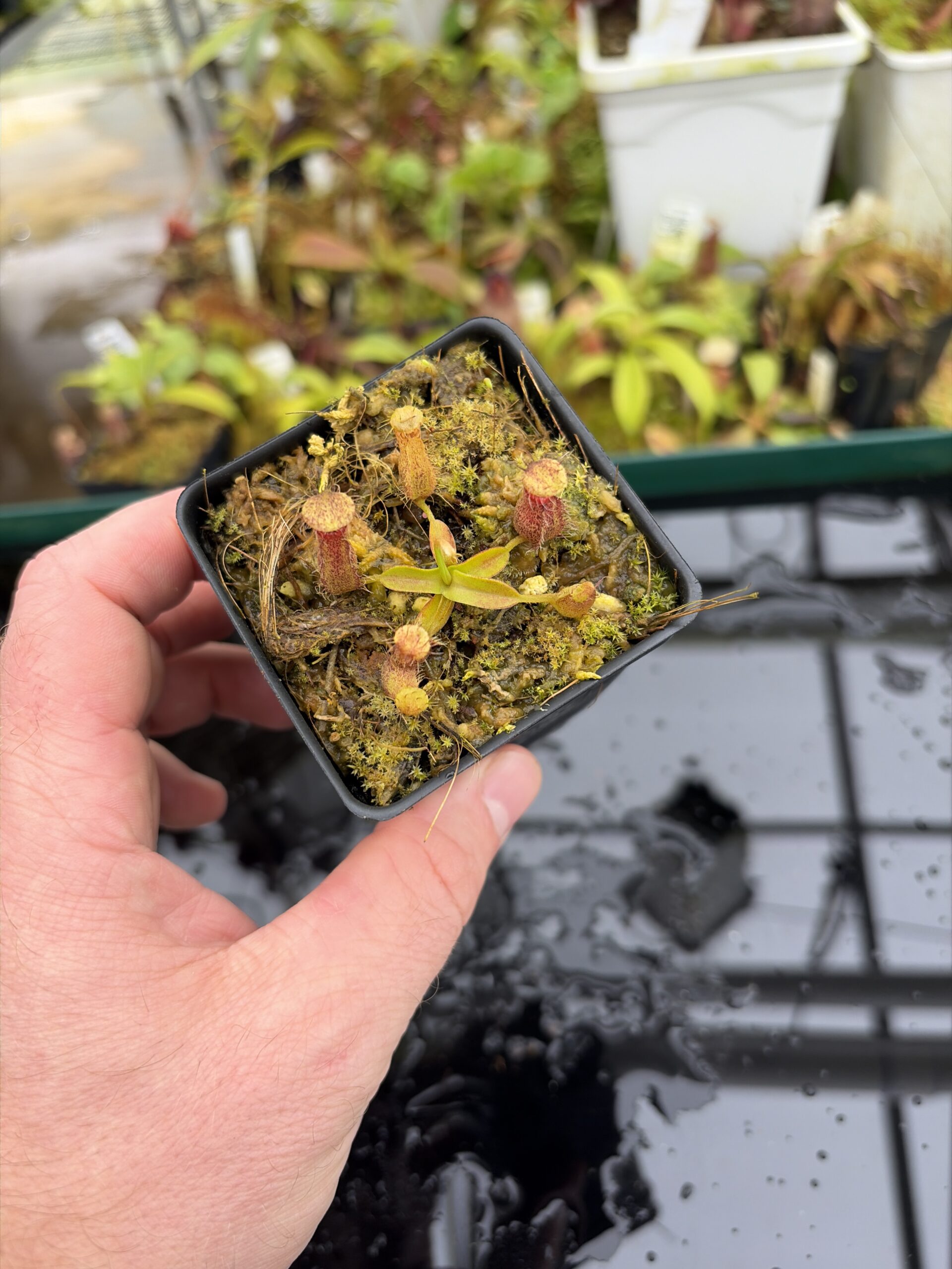Wide Angle of Nepenthes hamata Katopasa | Clone 2 | Jeremiah Harris | JH-337.02 | H27011