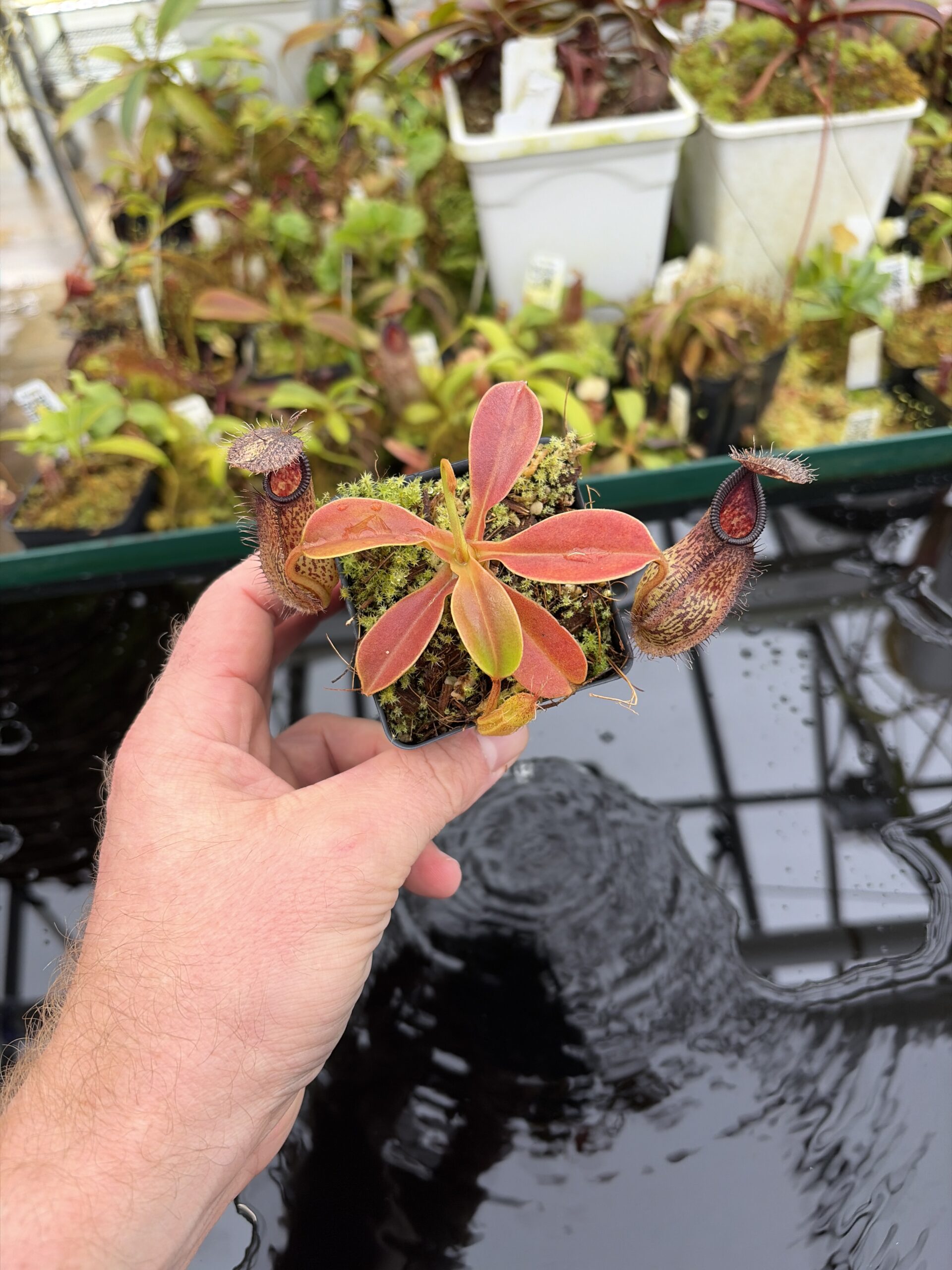Wide Angle of Nepenthes hamata x robcantleyi | Borneo Exotics | BE-3755 | H26991
