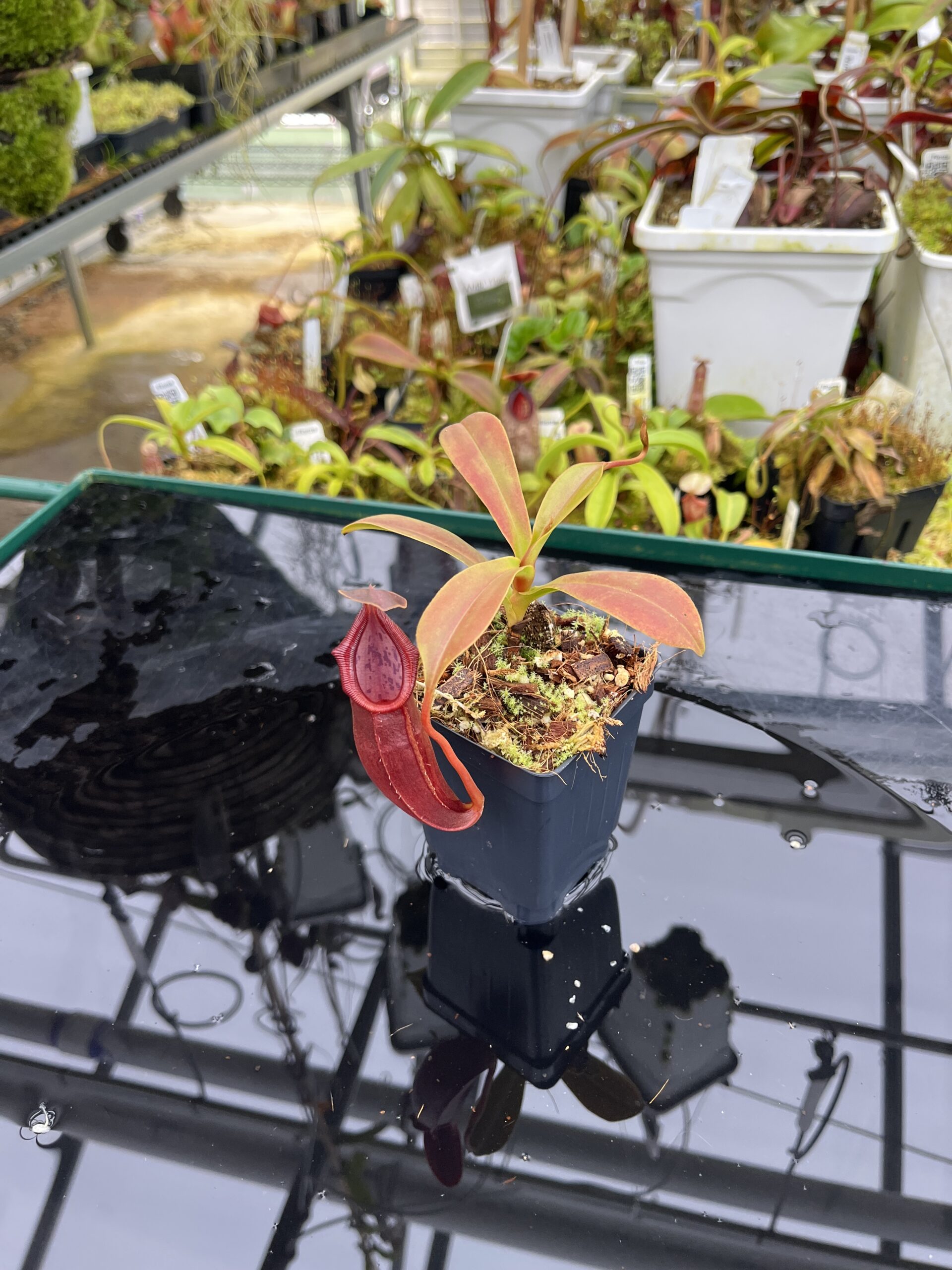 Wide Angle of Nepenthes inermis x bongso | Borneo Exotics | BE-3897 | H26812