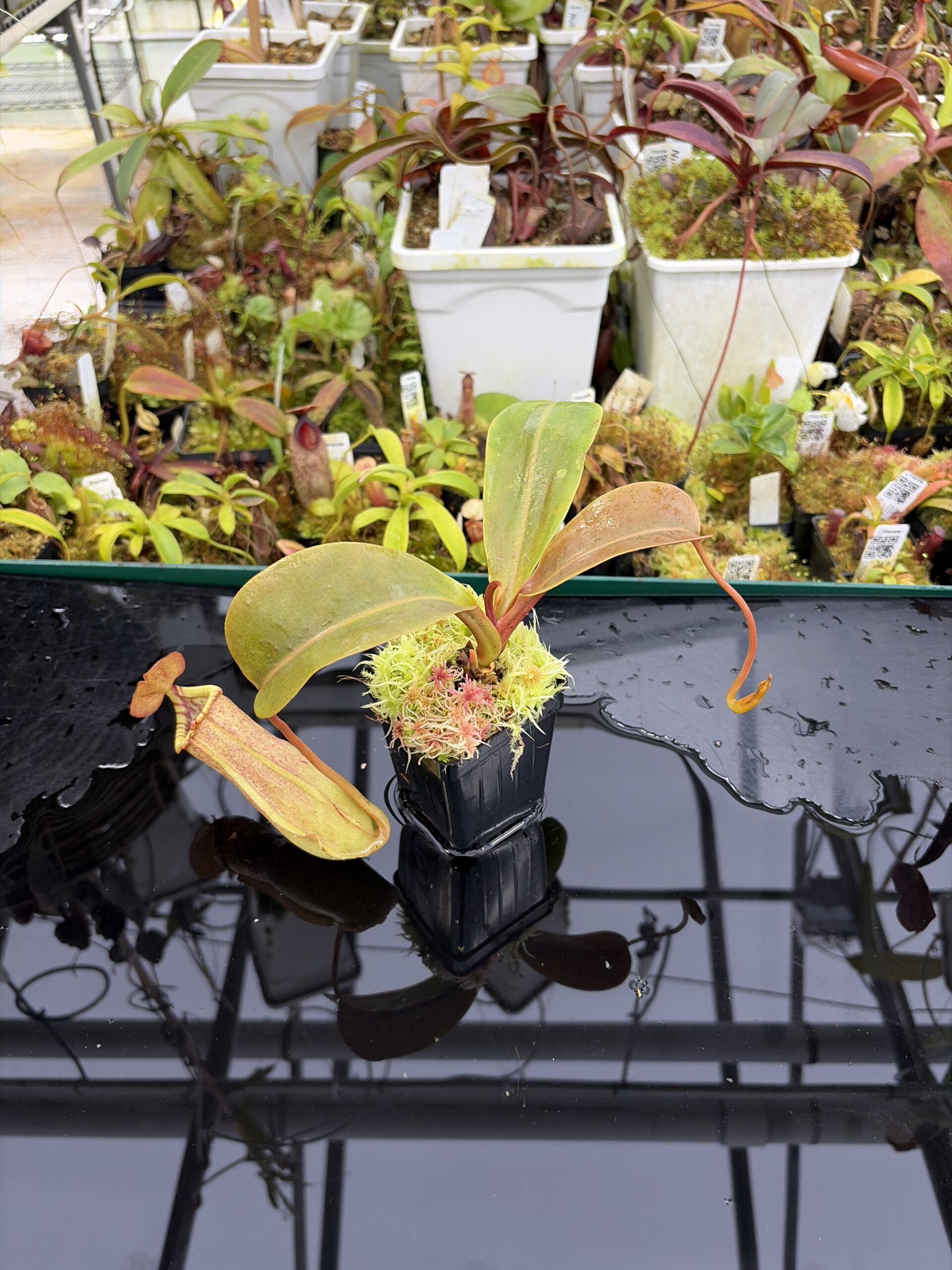 Wide Angle of Nepenthes insignis (Tayeve) x truncata (red) | Andreas Wistuba | AW-ISC | IN26908