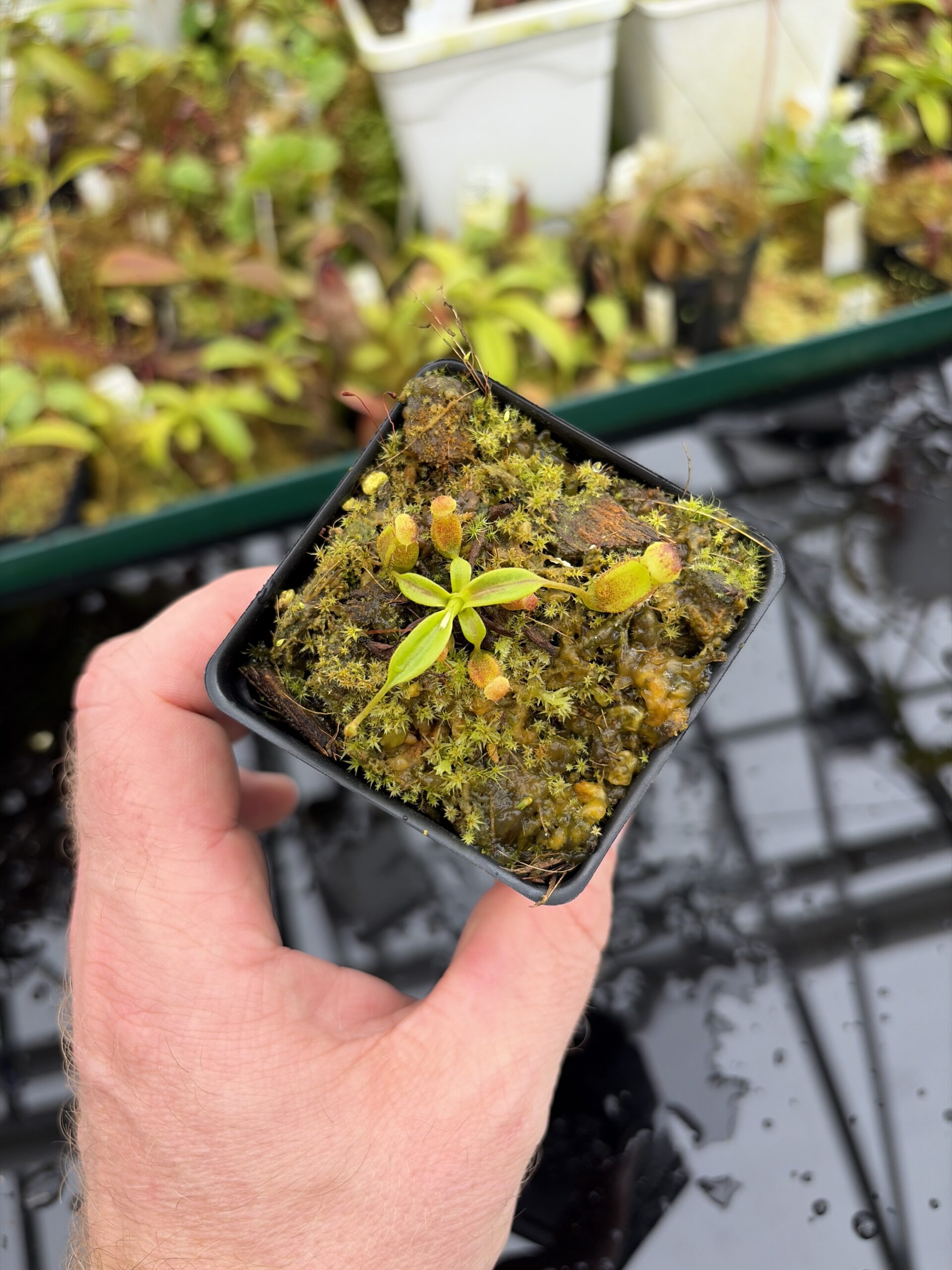 Wide Angle of Nepenthes izumiae x villosa | Jeremiah Harris | Assorted Clones | Jeremiah Harris | JH-377 | H27007