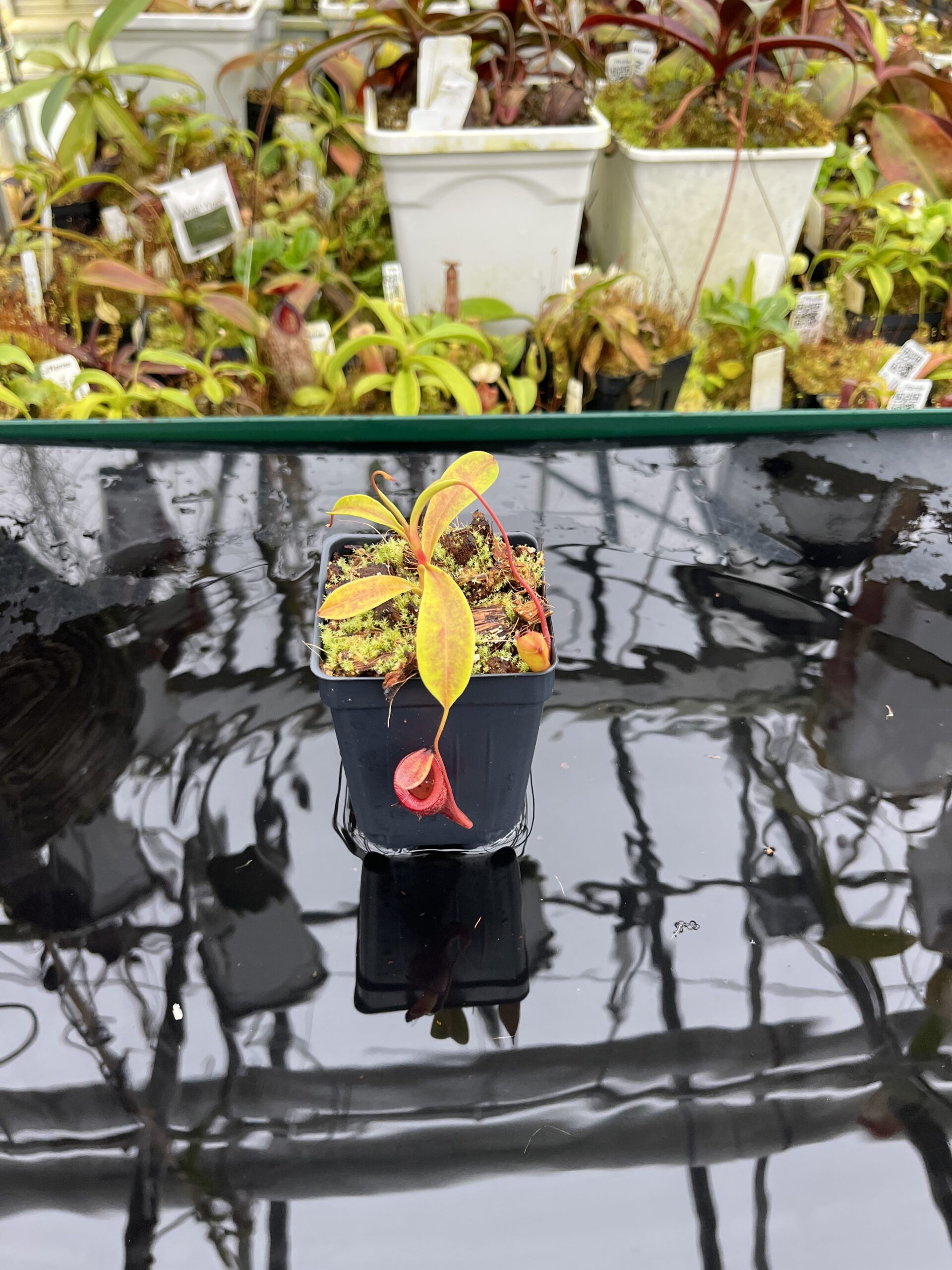 Wide Angle of Nepenthes jamban | Borneo Exotics | BE-4667 | H26805