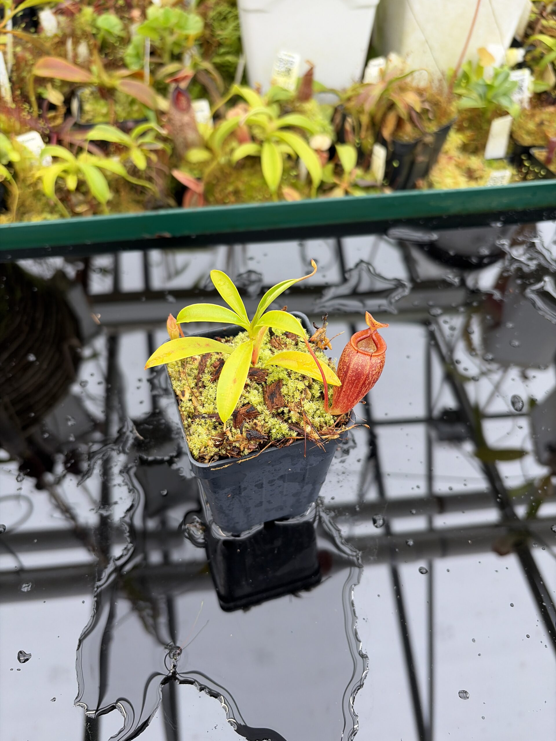 Wide Angle of Nepenthes jamban | Borneo Exotics | BE-4667 | H26997