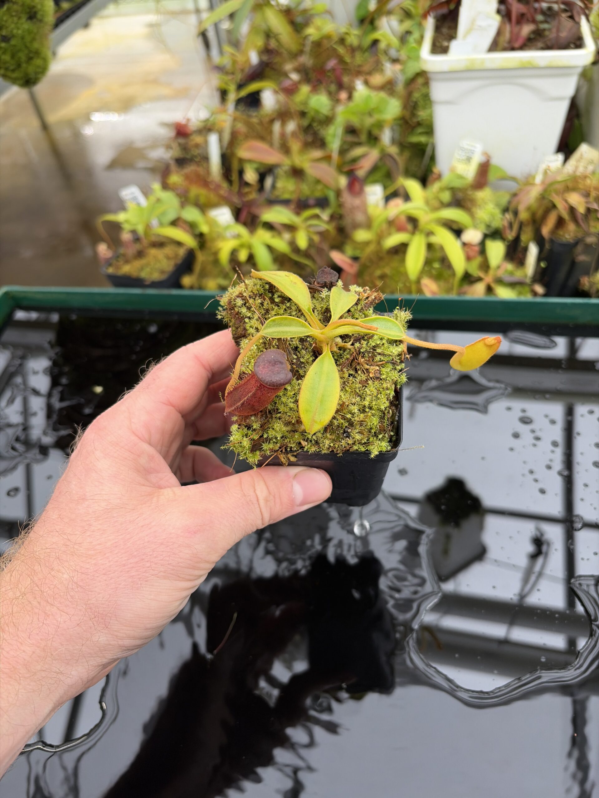 Wide Angle of Nepenthes klossii x lowii | Borneo Exotics | BE-4634 | H26992