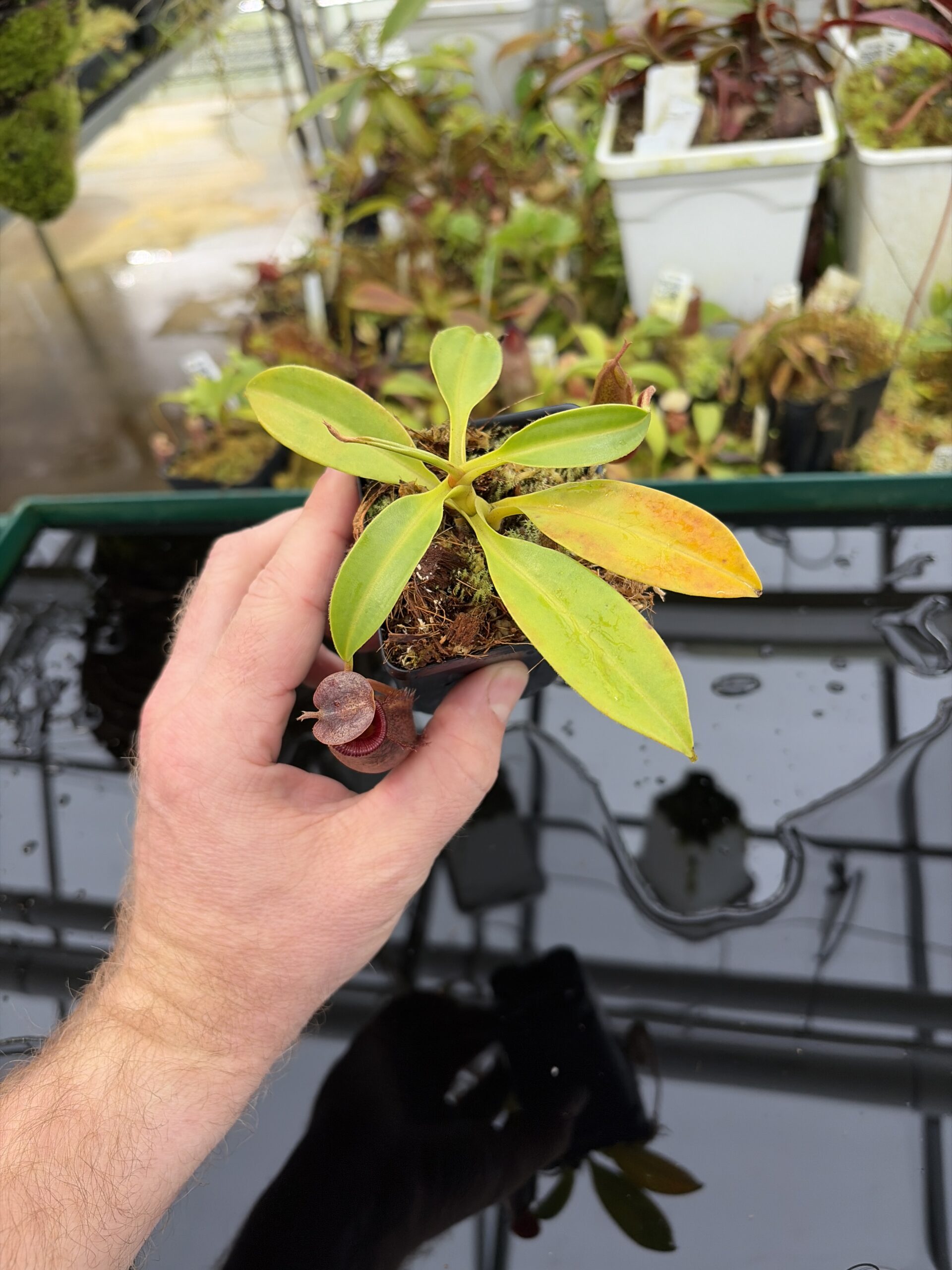 Wide Angle of Nepenthes (lowii x macrophylla) x aristolochioides | Borneo Exotics | BE-4511 | H26986