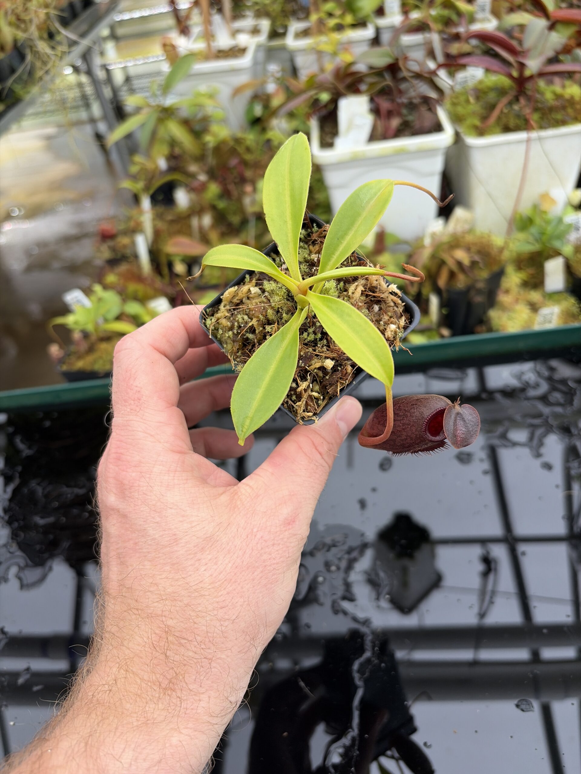 Wide Angle of Nepenthes (lowii x macrophylla) x aristolochioides | Borneo Exotics | BE-4511 | H27020