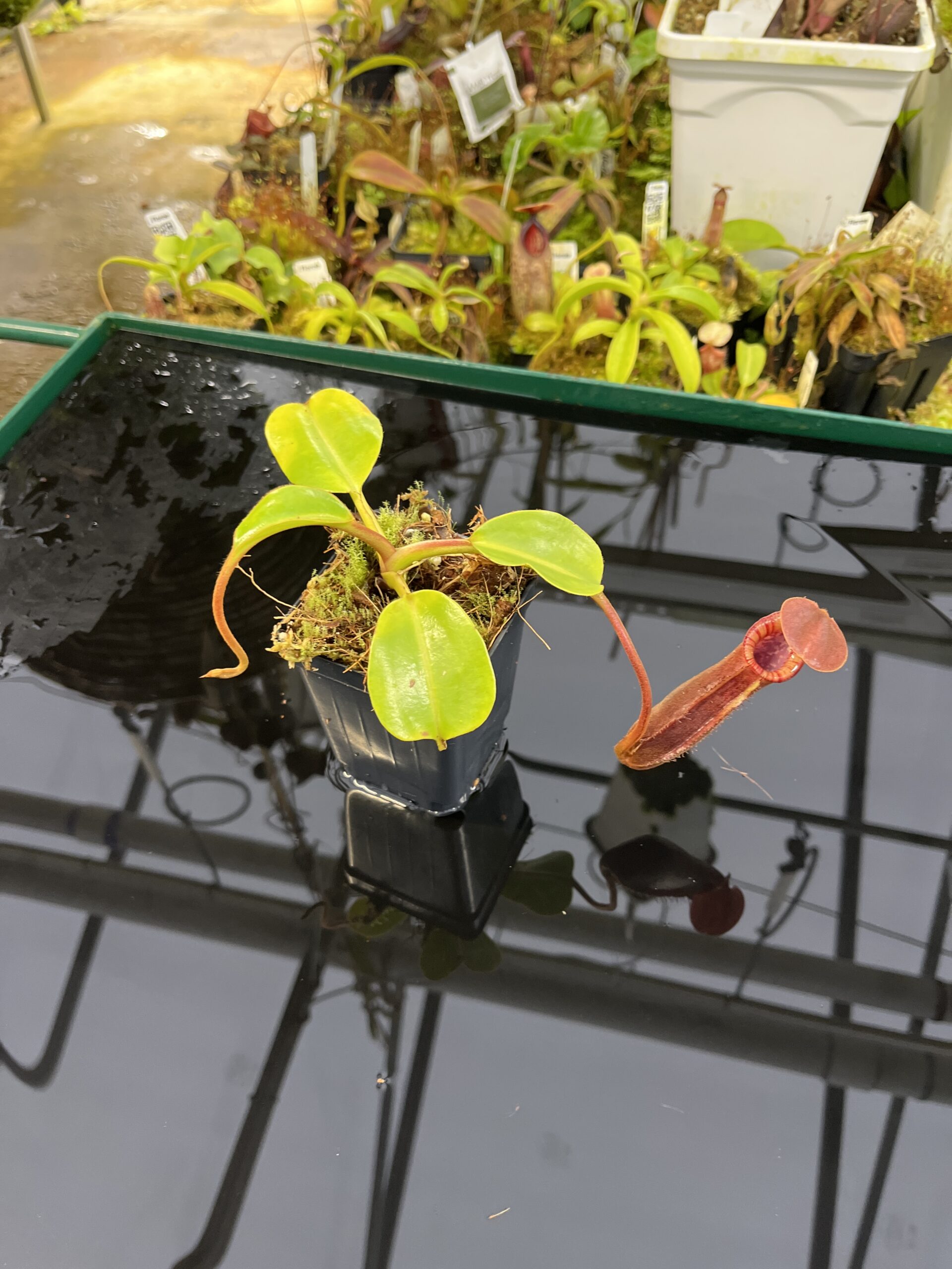 Wide Angle of Nepenthes (lowii x macrophylla) x robcantleyi | Borneo Exotics | BE-4545 | H26872