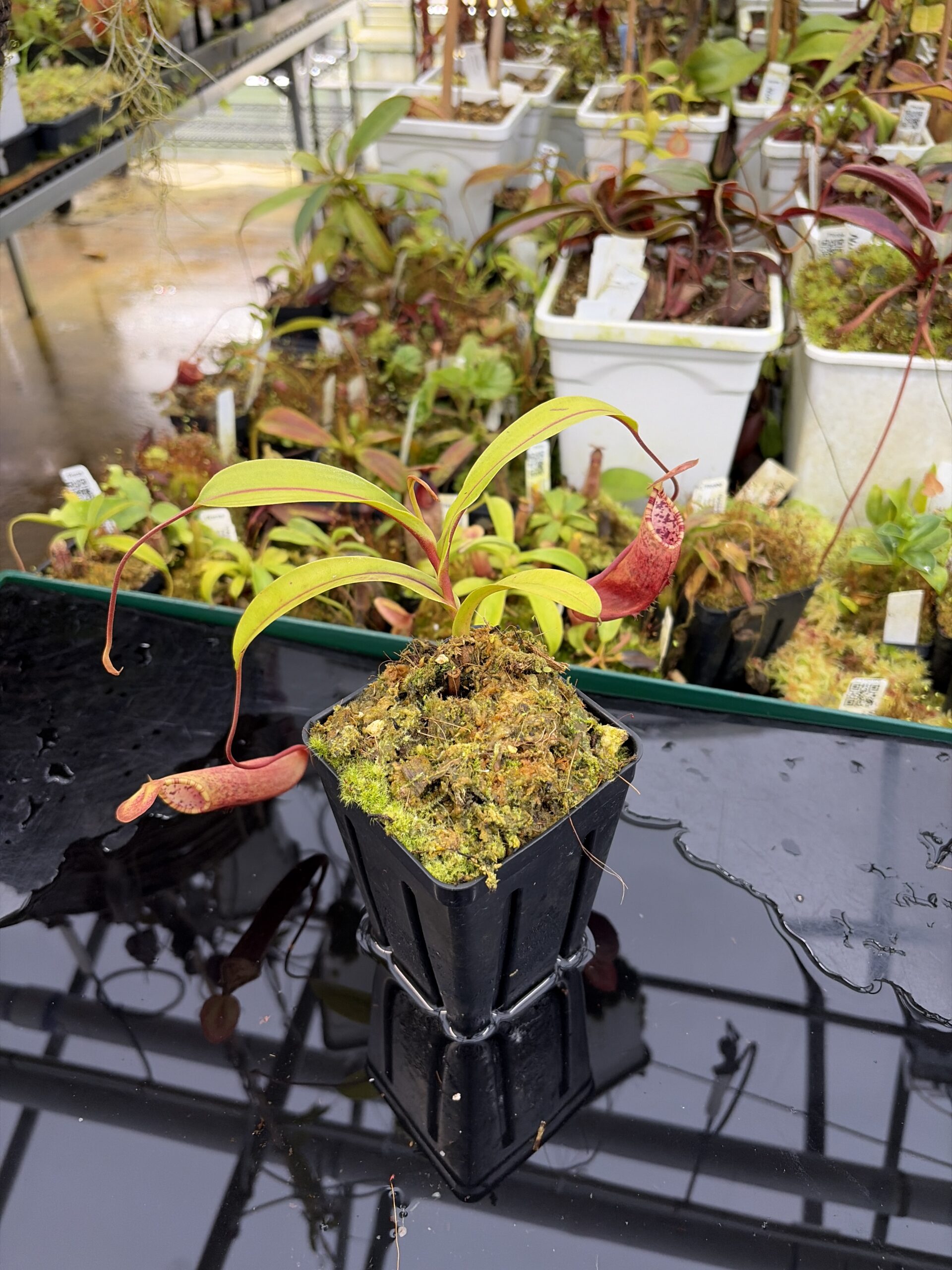 Wide Angle of Nepenthes lowii x tentaculata | Borneo Exotics | BE-3970 | H26911