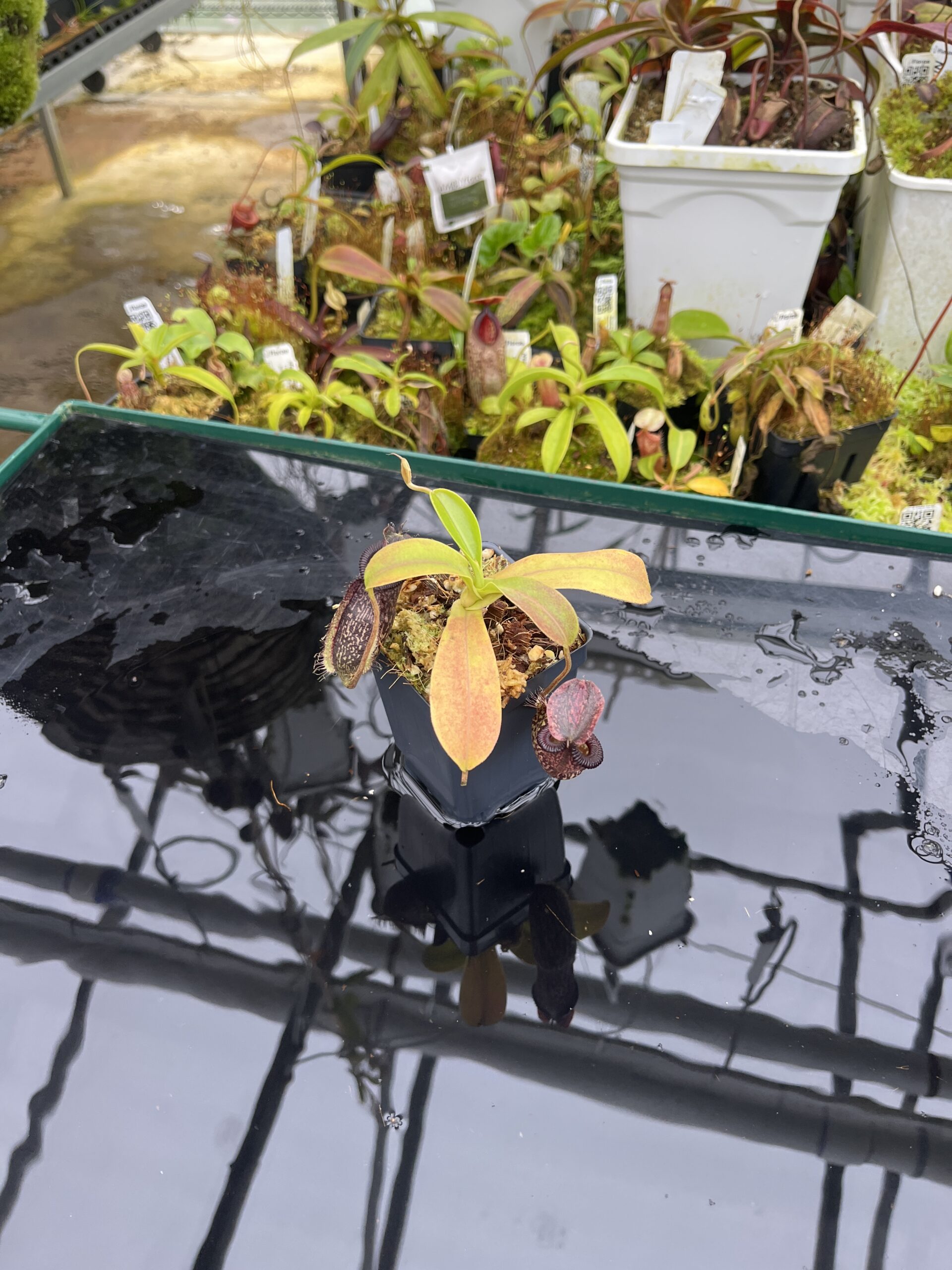 Wide Angle of Nepenthes (maxima x talangensis) x hamata | Borneo Exotics | BE-3777 | IN26791