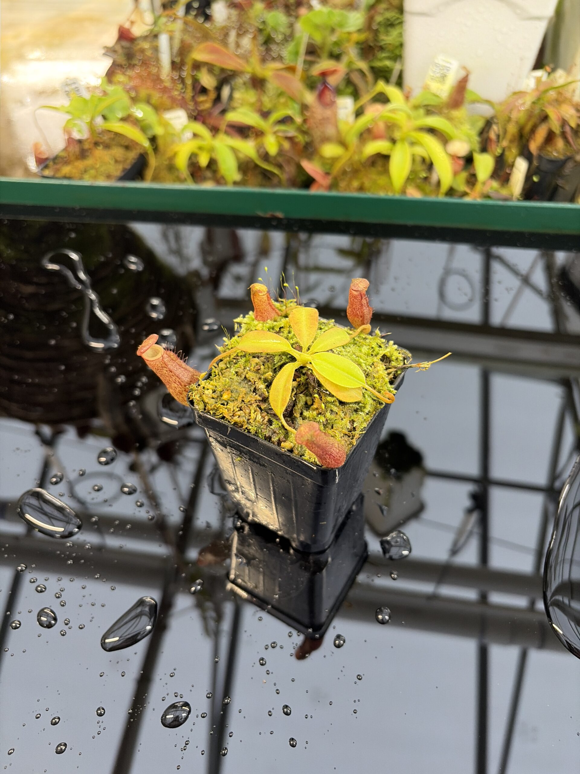 Wide Angle of Nepenthes maxima x villosa | Jeremiah Harris | Assorted Clones | | -375 | IN26963