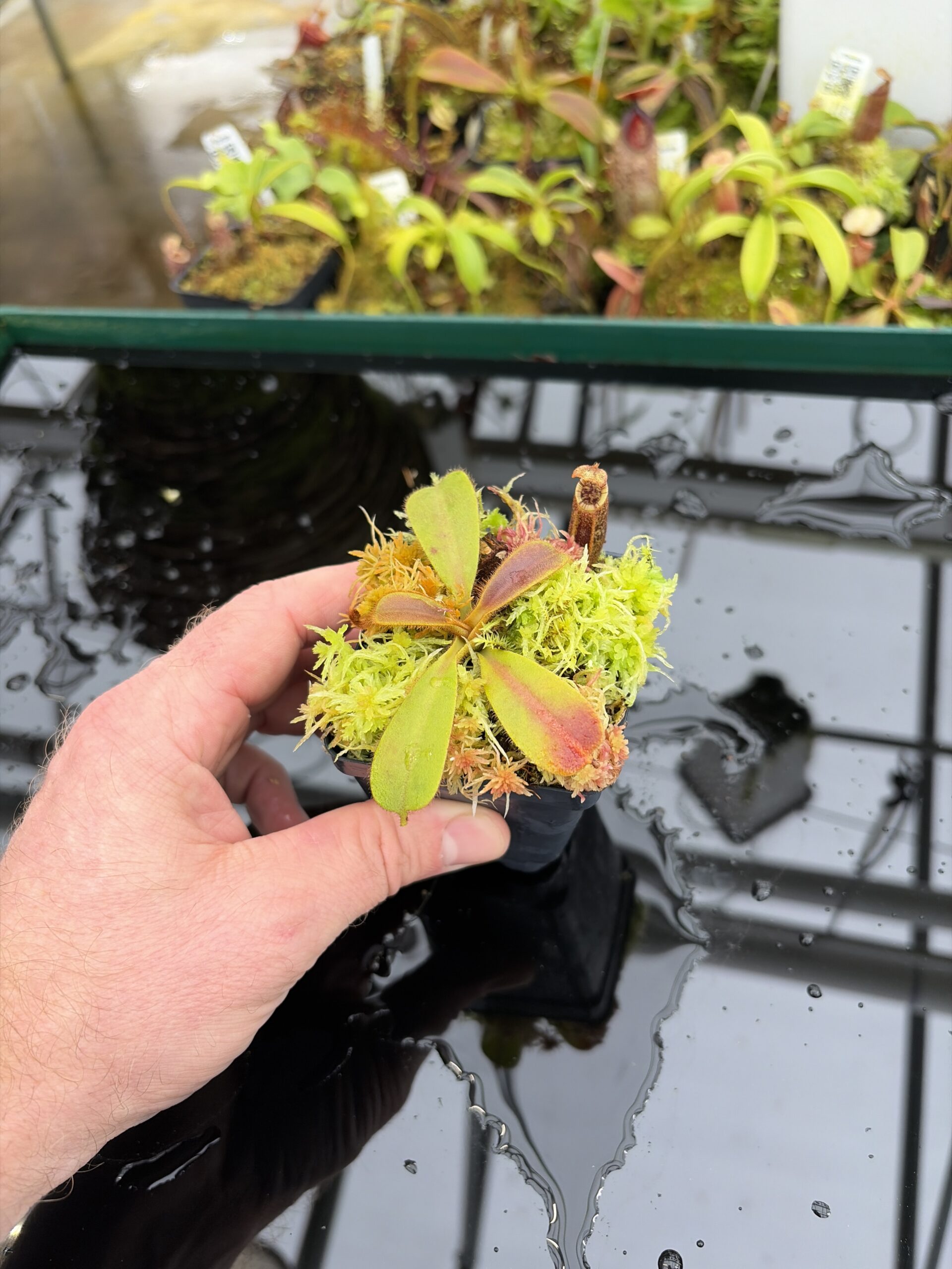 Wide Angle of Nepenthes mollis | Borneo Exotics | BE-3921 | H26998
