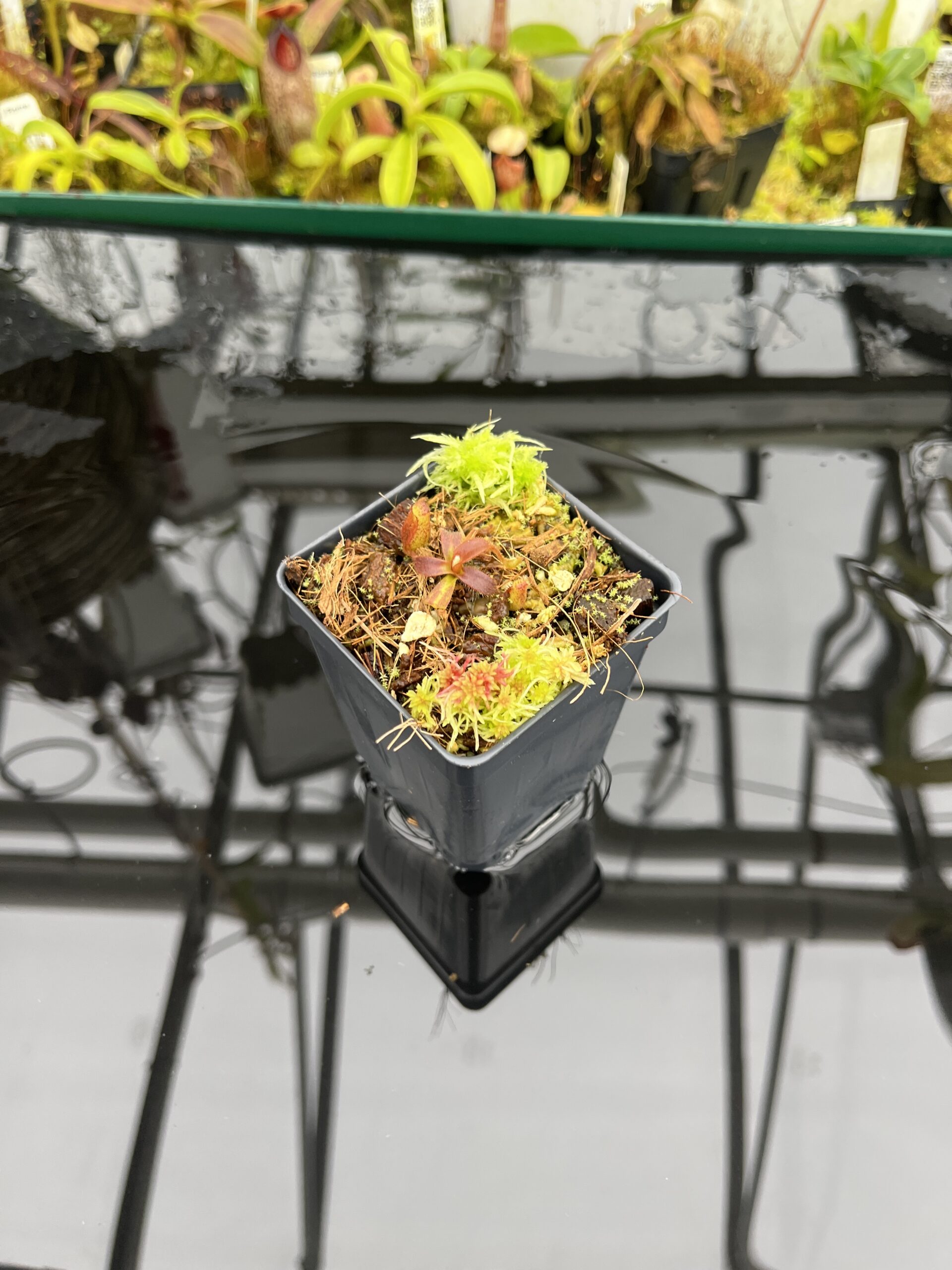 Wide Angle of Nepenthes mollis (Hort.) | Assorted Clones | Jeremiah Harris | JH-497 | H26818