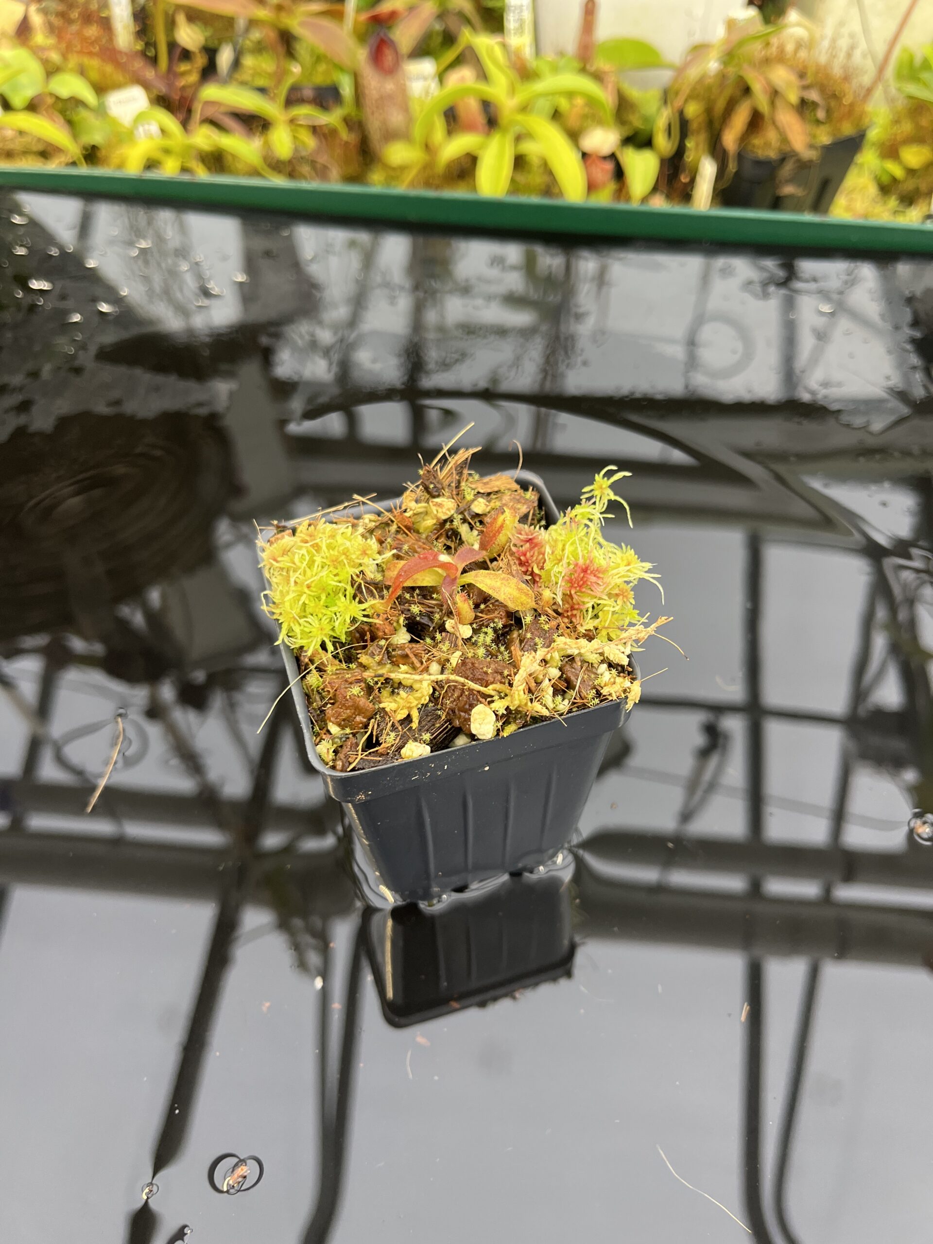 Wide Angle of Nepenthes mollis (Hort.) | Assorted Clones | Jeremiah Harris | JH-497 | H26820