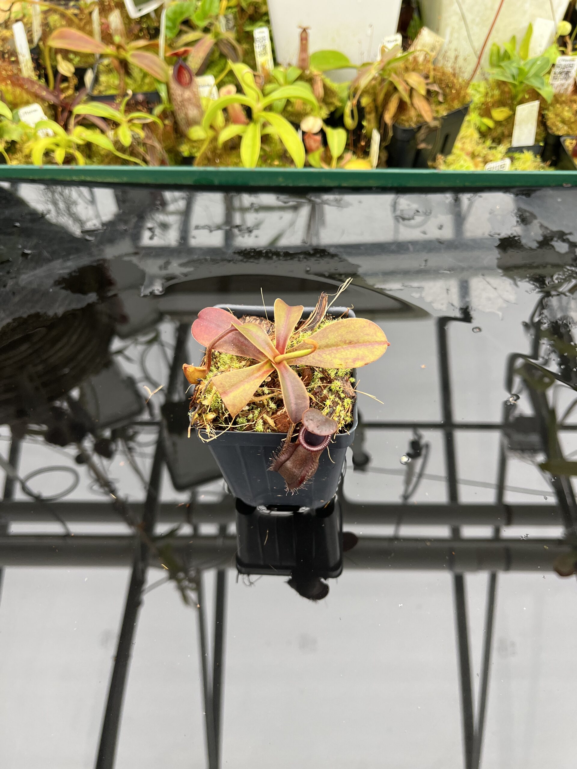 Wide Angle of Nepenthes muluensis x lowii | Borneo Exotics | BE-3128 | H26808