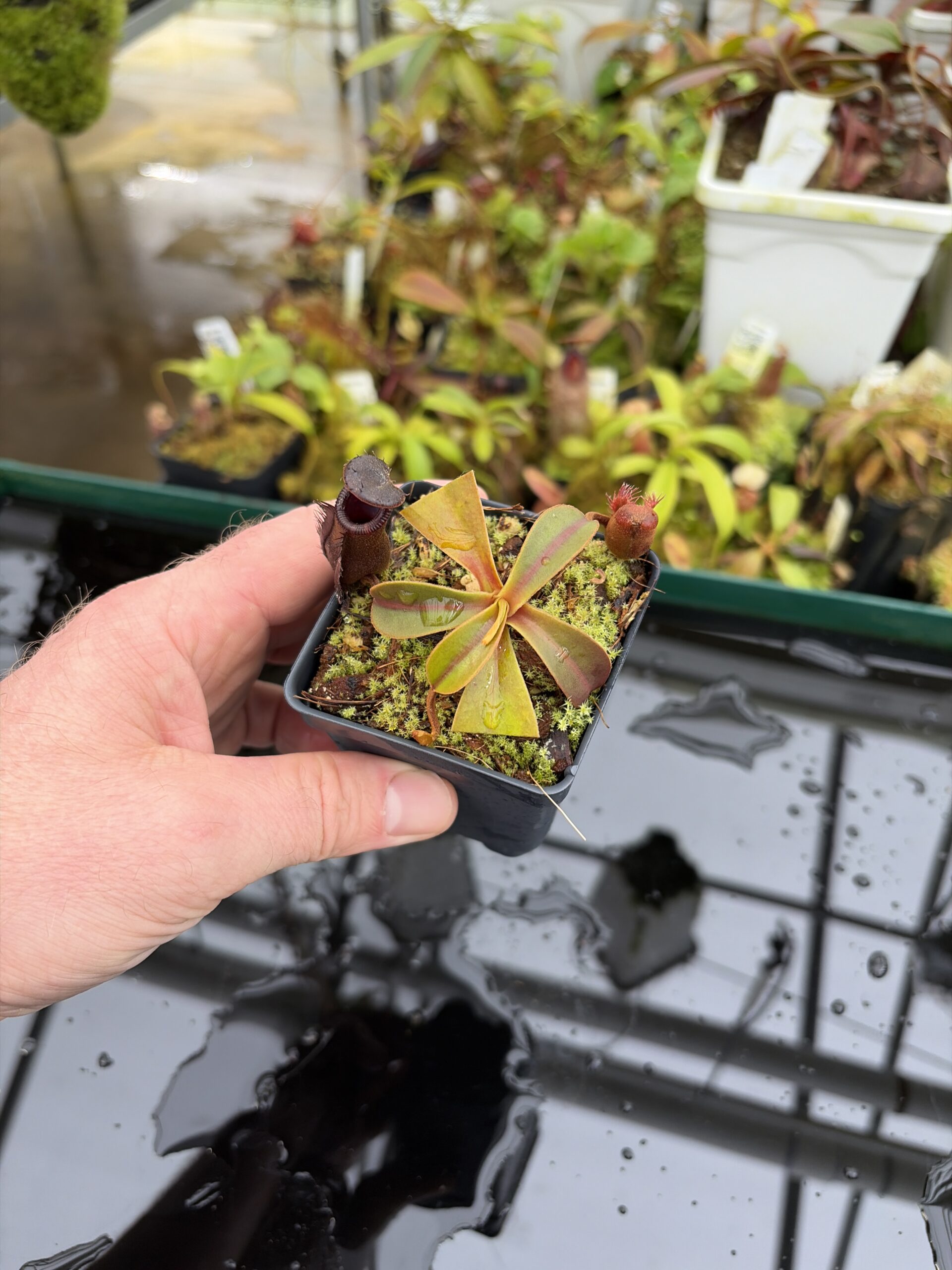 Wide Angle of Nepenthes muluensis x lowii | Borneo Exotics | BE-3128 | H26999