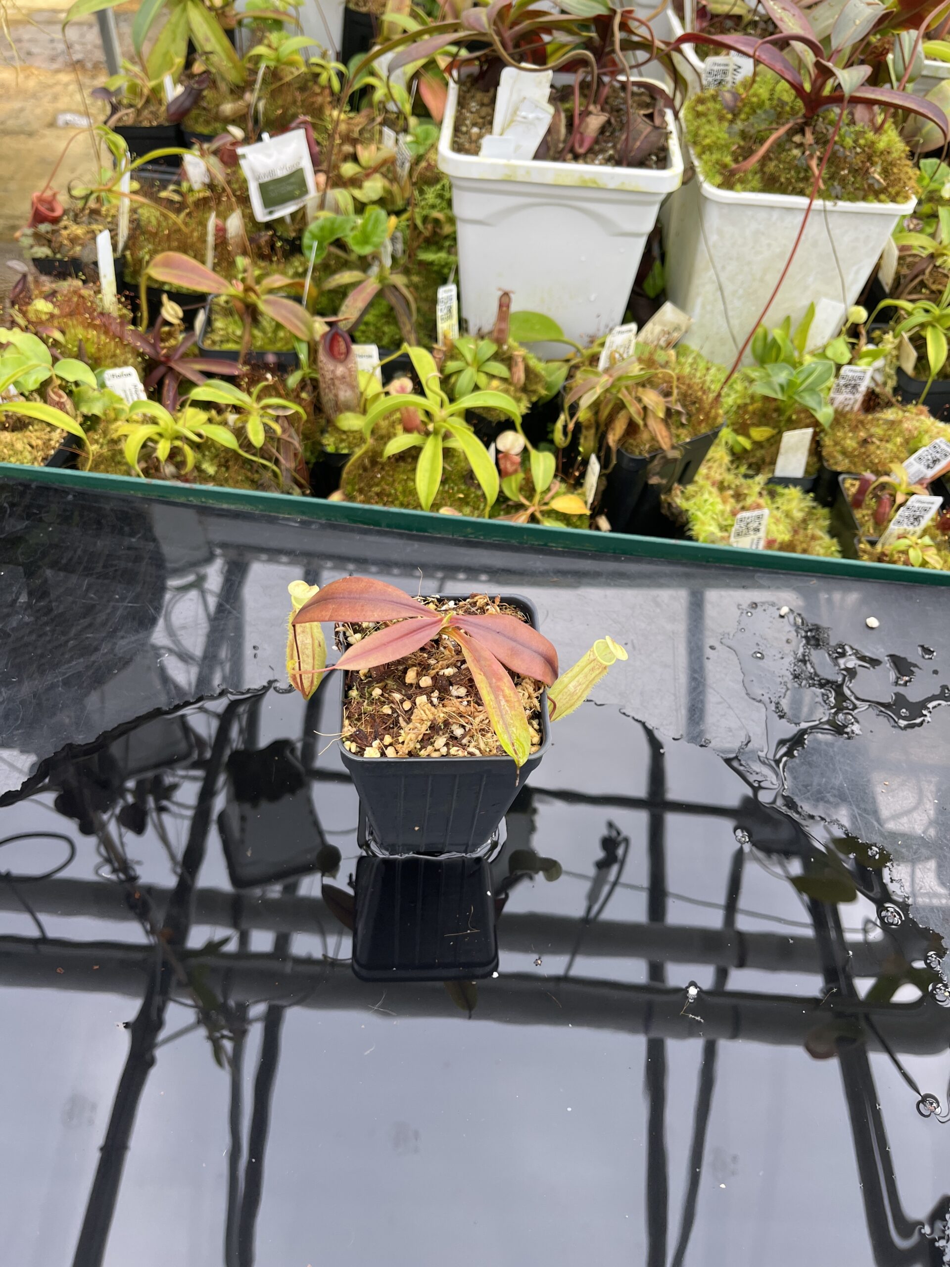 Wide Angle of Nepenthes neoguineensis | Borneo Exotics | BE-4539 | L26786