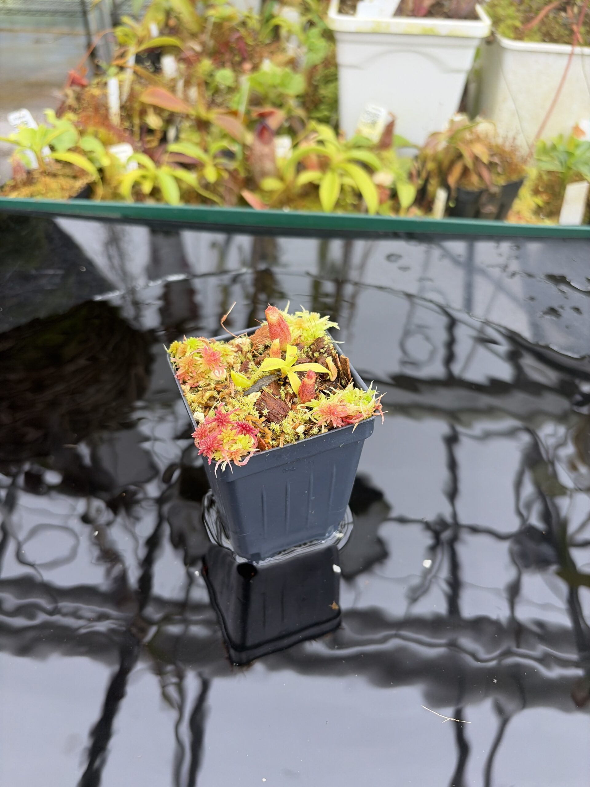Wide Angle of Nepenthes ovata x villosa | Assorted Clones | Jeremiah Harris | JH-535 | H26930