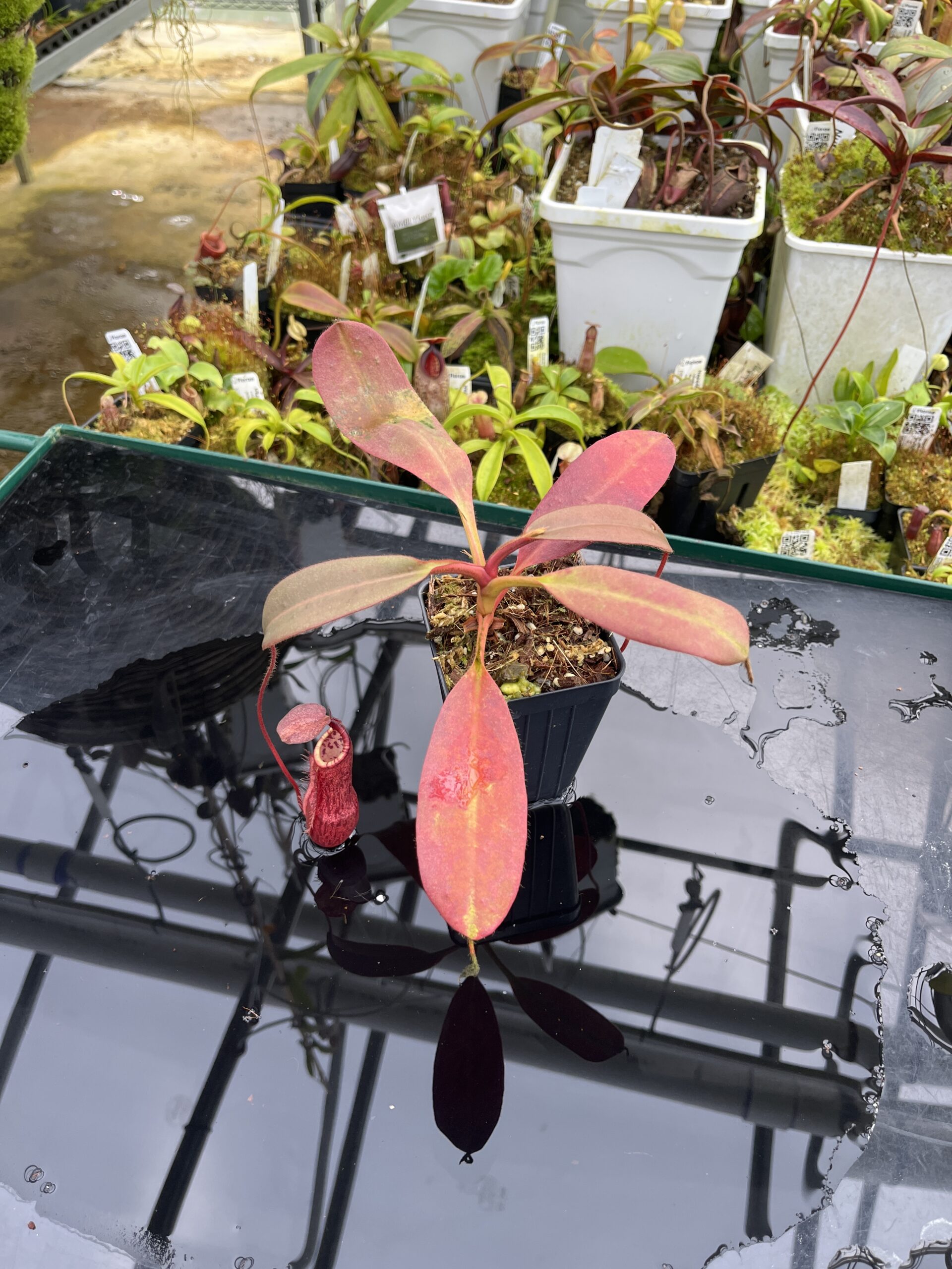 Wide Angle of Nepenthes peltata | Borneo Exotics | BE-4025 | IN26785