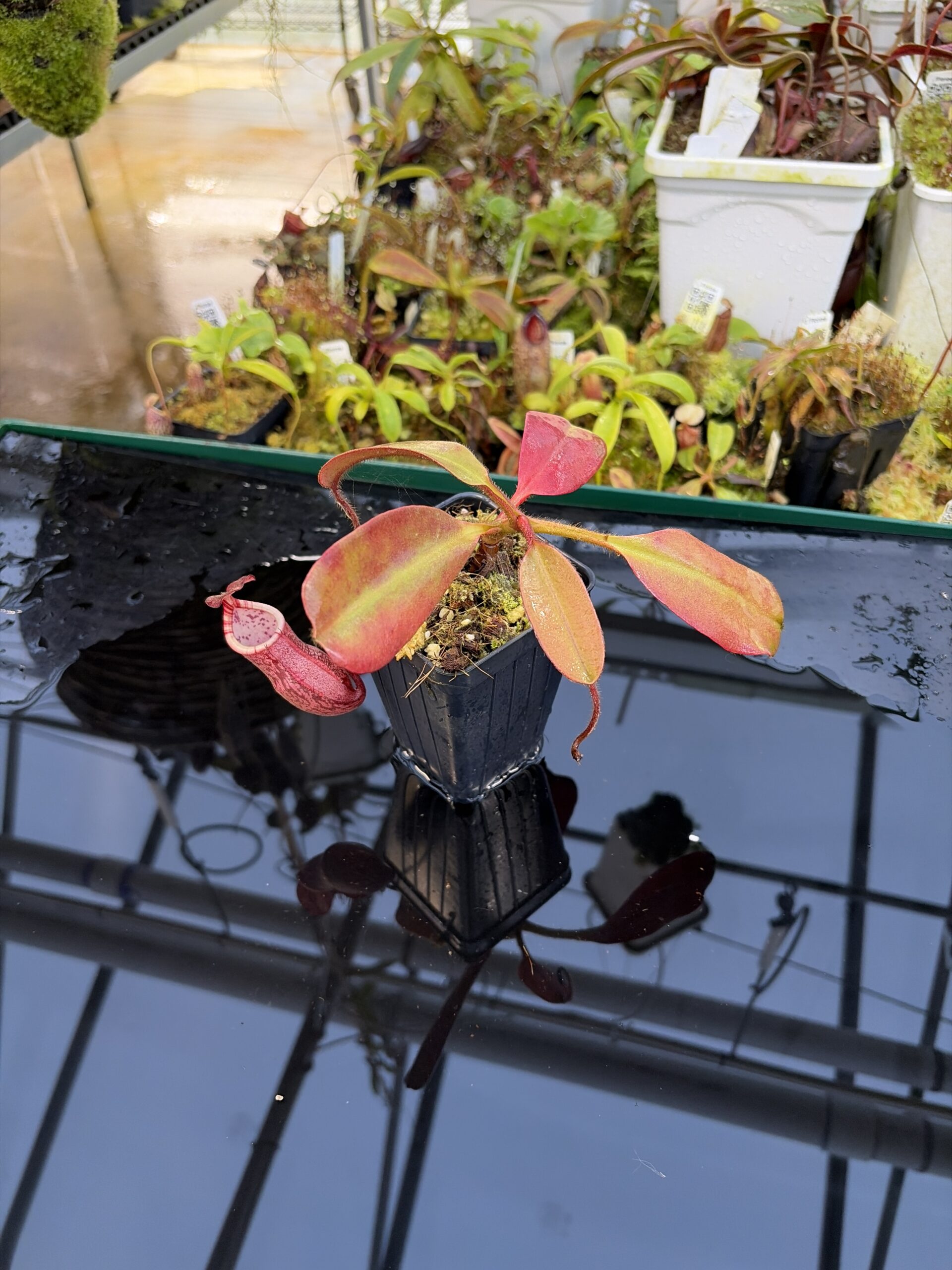 Wide Angle of Nepenthes peltata | Borneo Exotics | BE-4025 | IN26936