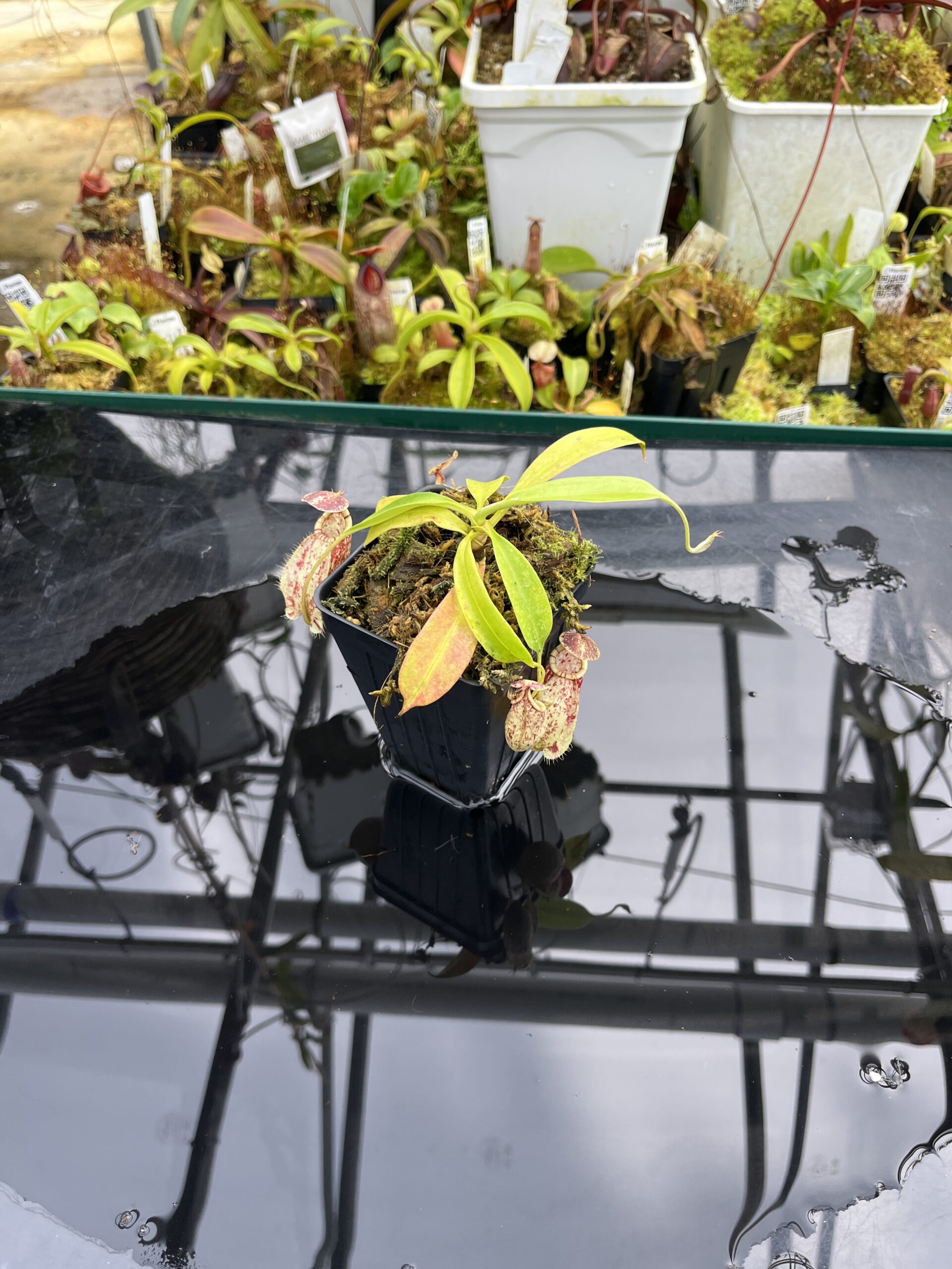 Wide Angle of Nepenthes rafflesiana | Borneo Exotics | BE-4519 | L26782