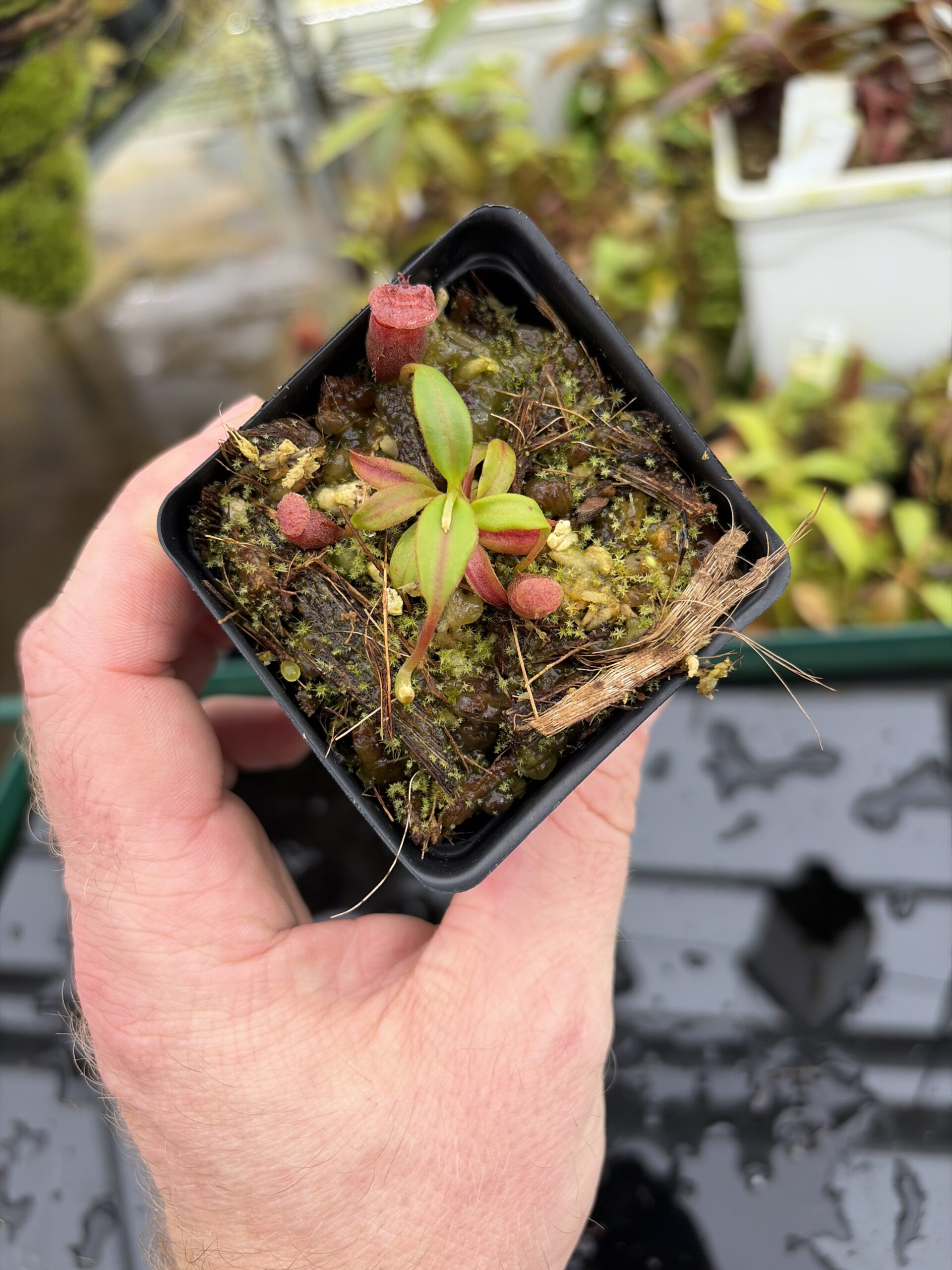 Wide Angle of Nepenthes rajah x edwardsiana | JH | Florae | Clone 2 | Jeremiah Harris | JH-96.02 | H27017