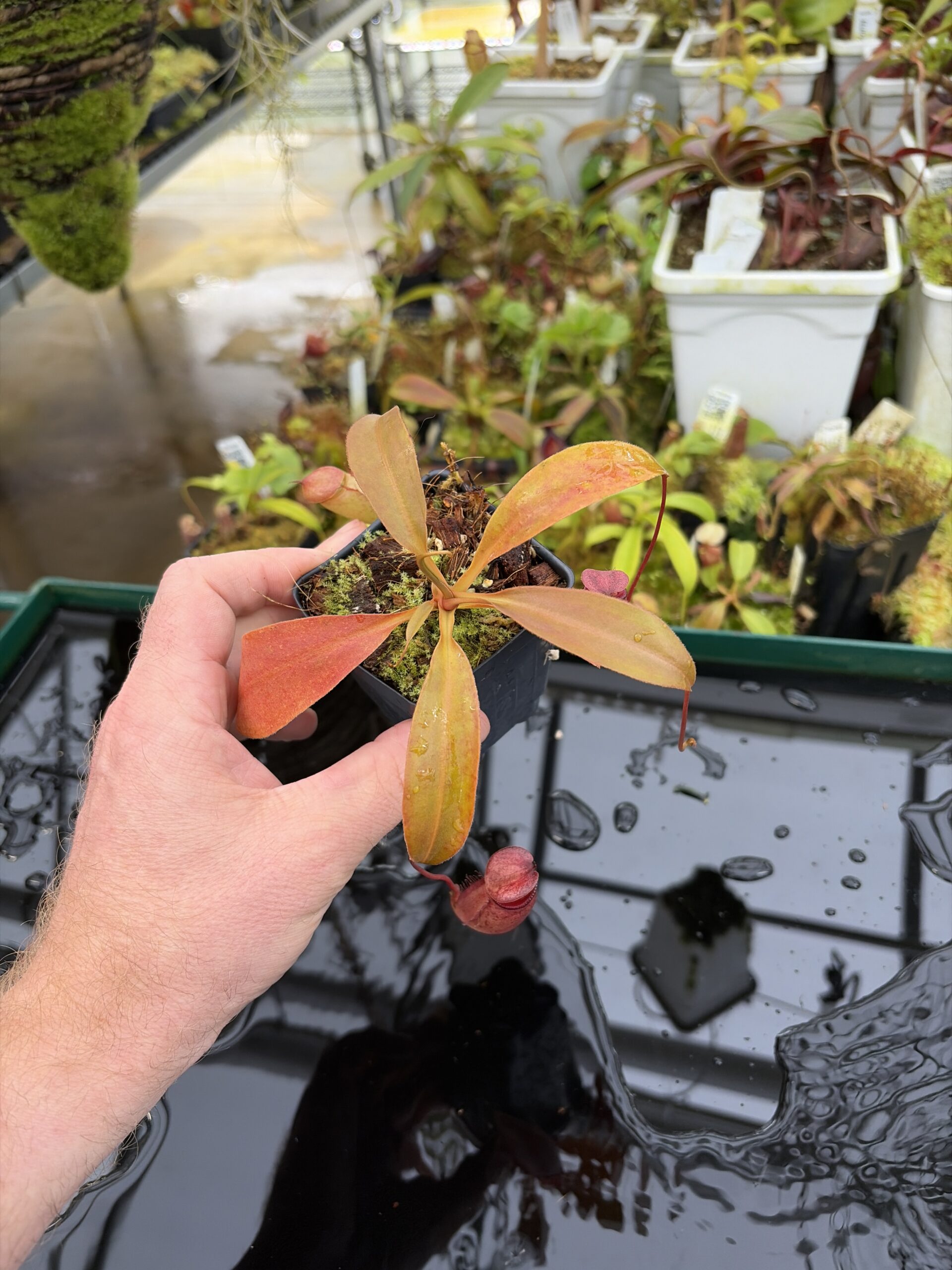 Wide Angle of Nepenthes rajah x flava | Borneo Exotics | BE-4604 | H26987