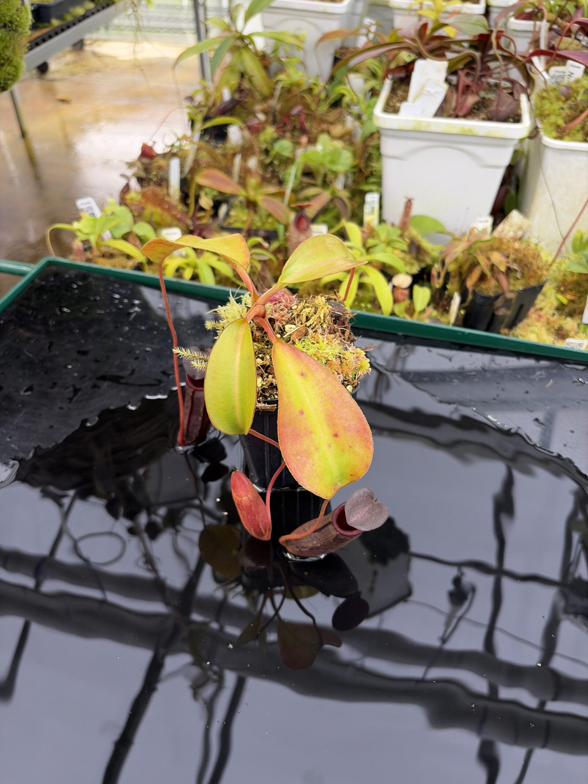 Wide Angle of Nepenthes rajah x lowii | Borneo Exotics | BE-4502 | H26913