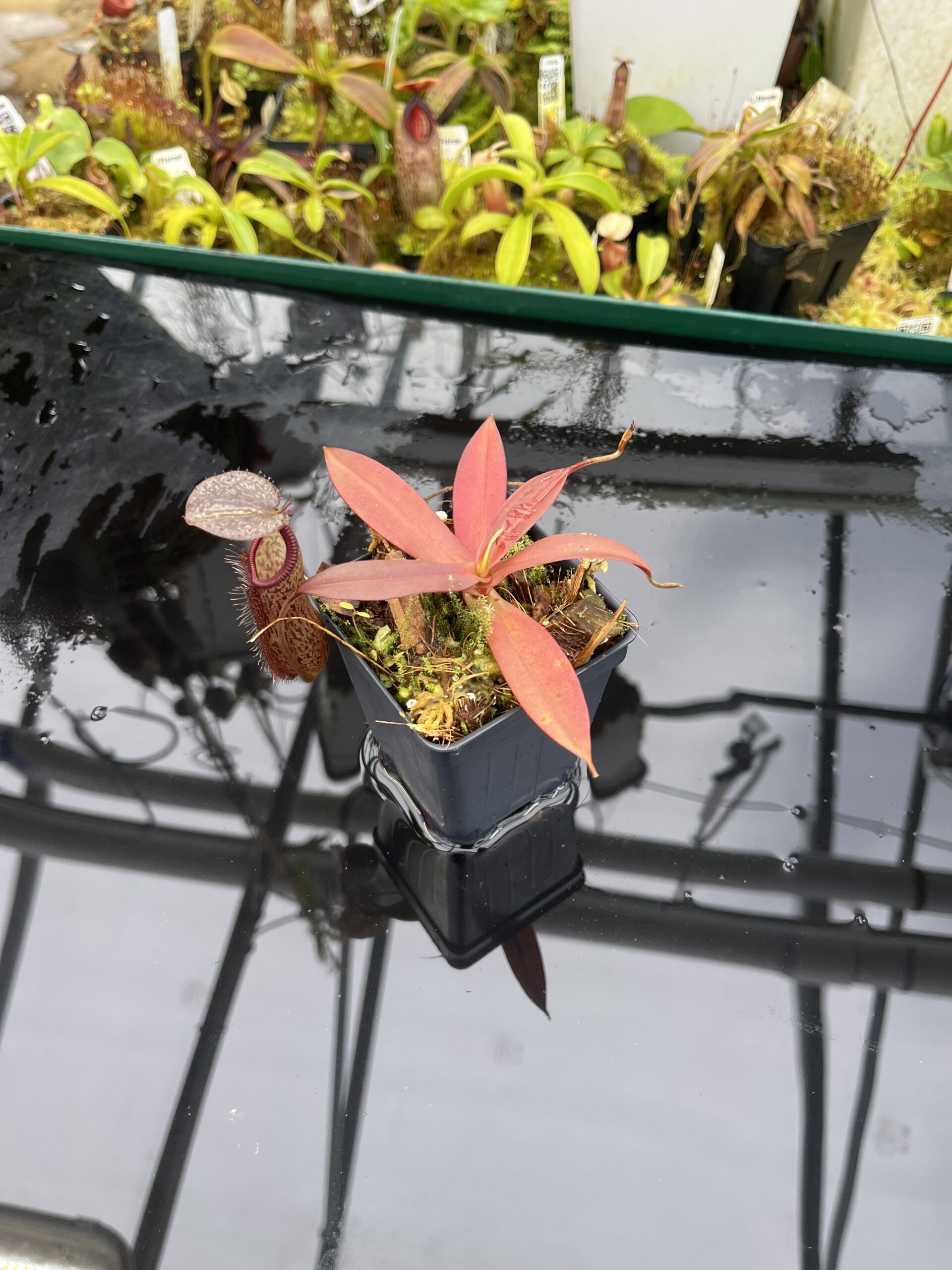 Wide Angle of Nepenthes ramispina x hamata | Borneo Exotics | BE-4569 | H26894