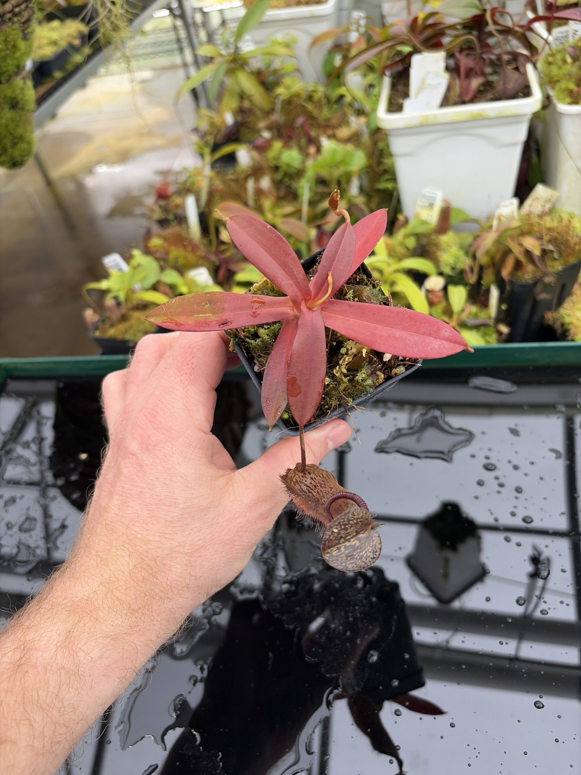 Wide Angle of Nepenthes ramispina x hamata | Borneo Exotics | BE-4569 | H27001
