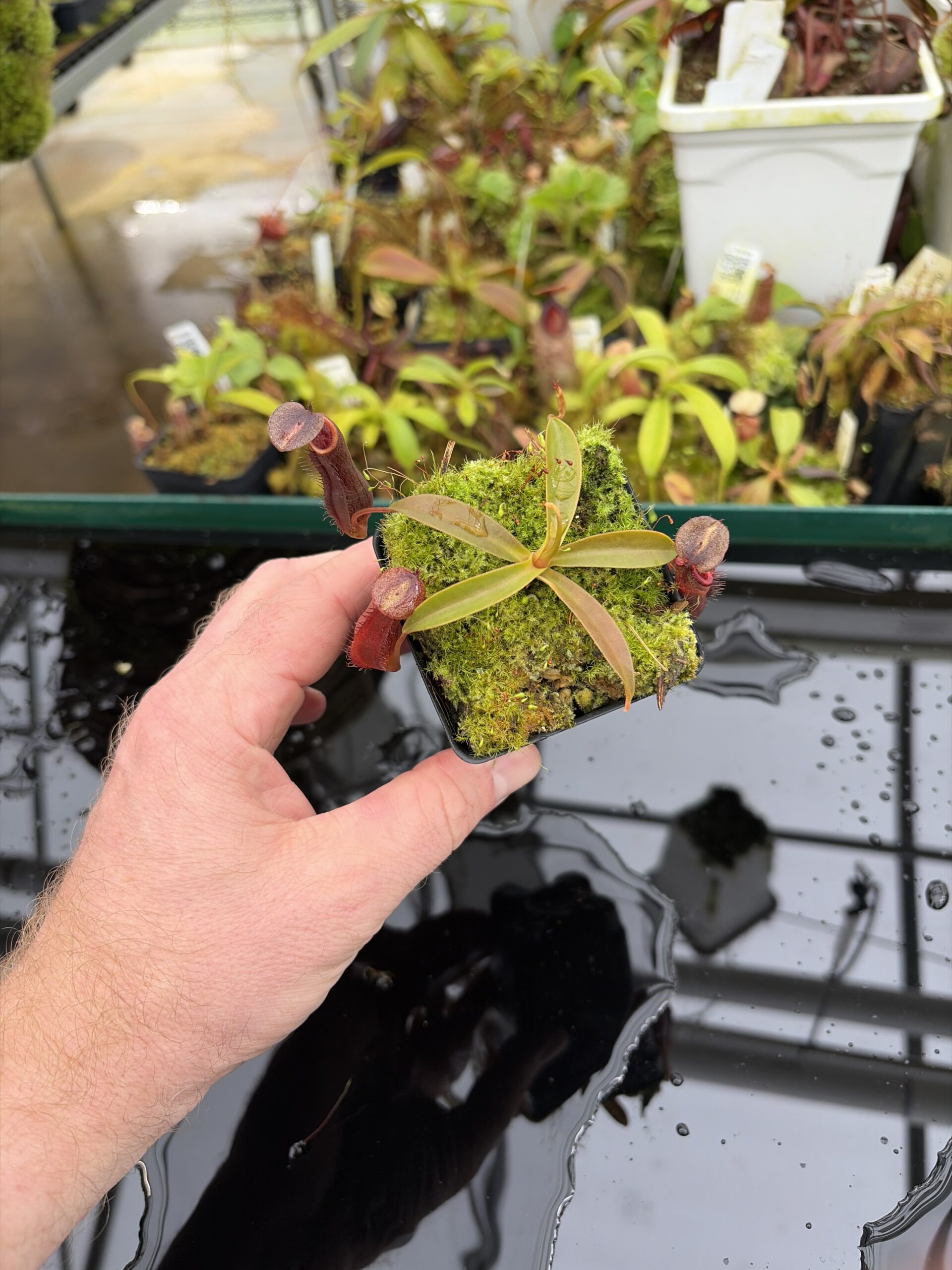 Wide Angle of Nepenthes ramispina x singalana | Borneo Exotics | BE-3829 | H26995