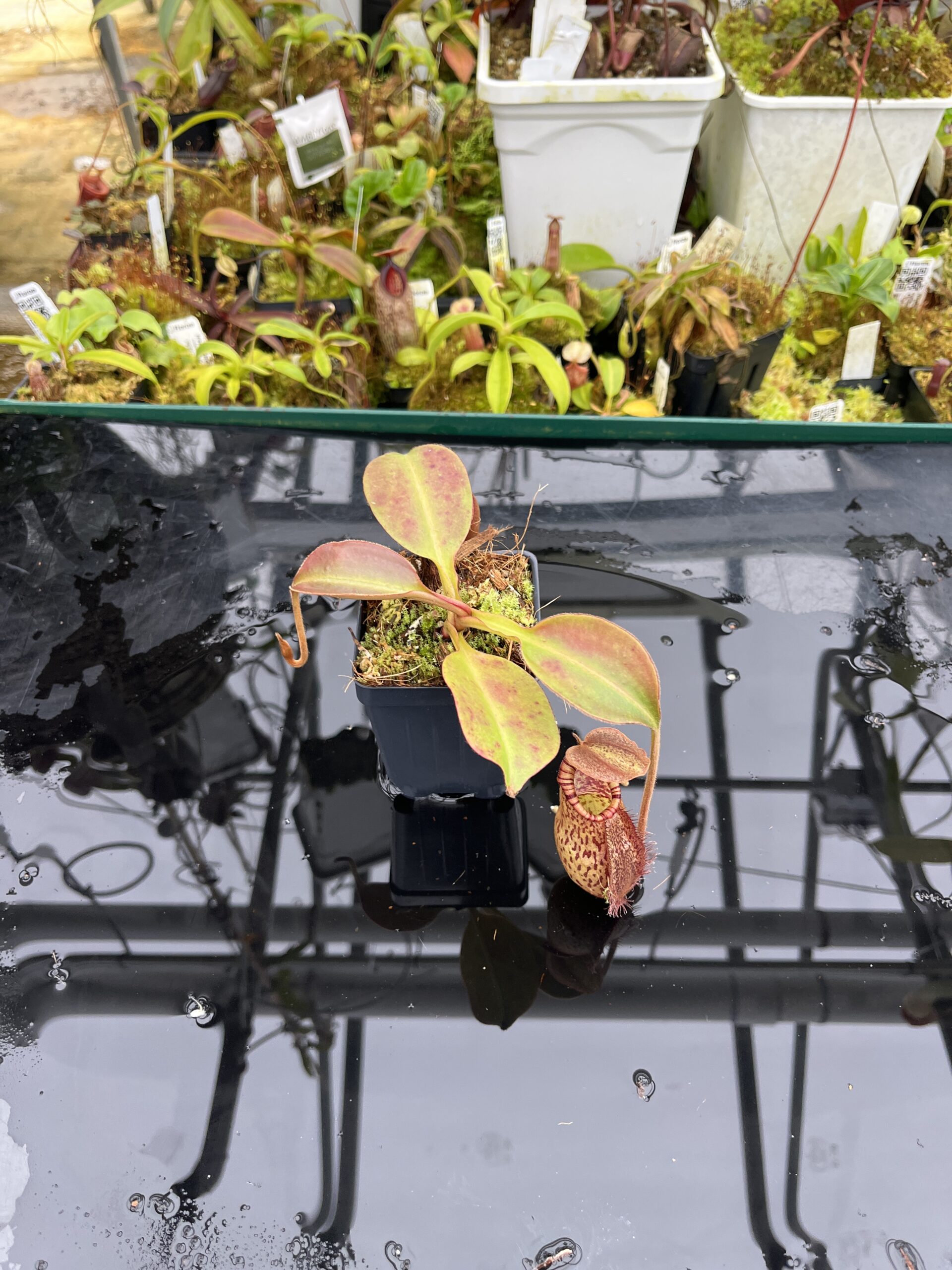 Wide Angle of Nepenthes robcantleyi x (aristolochioides x spectabilis) | Borneo Exotics | BE-3966 | H26813