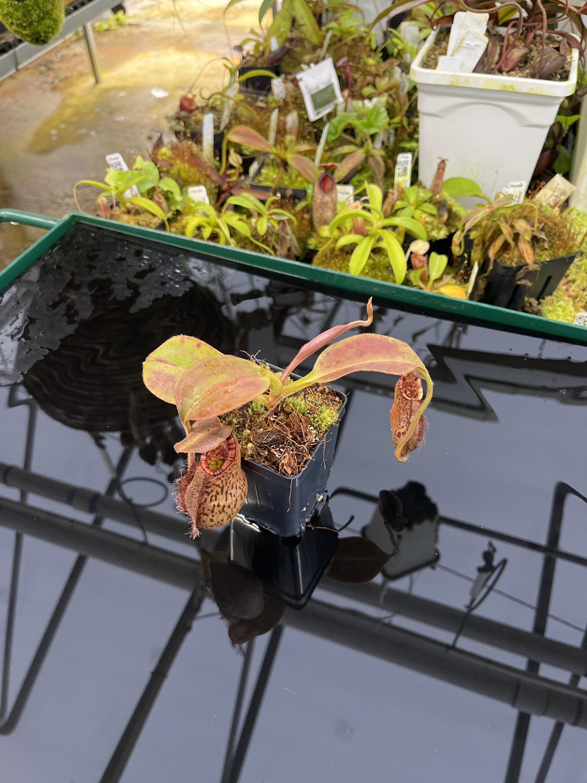 Wide Angle of Nepenthes robcantleyi x (aristolochioides x spectabilis) | Borneo Exotics | BE-3966 | H26871