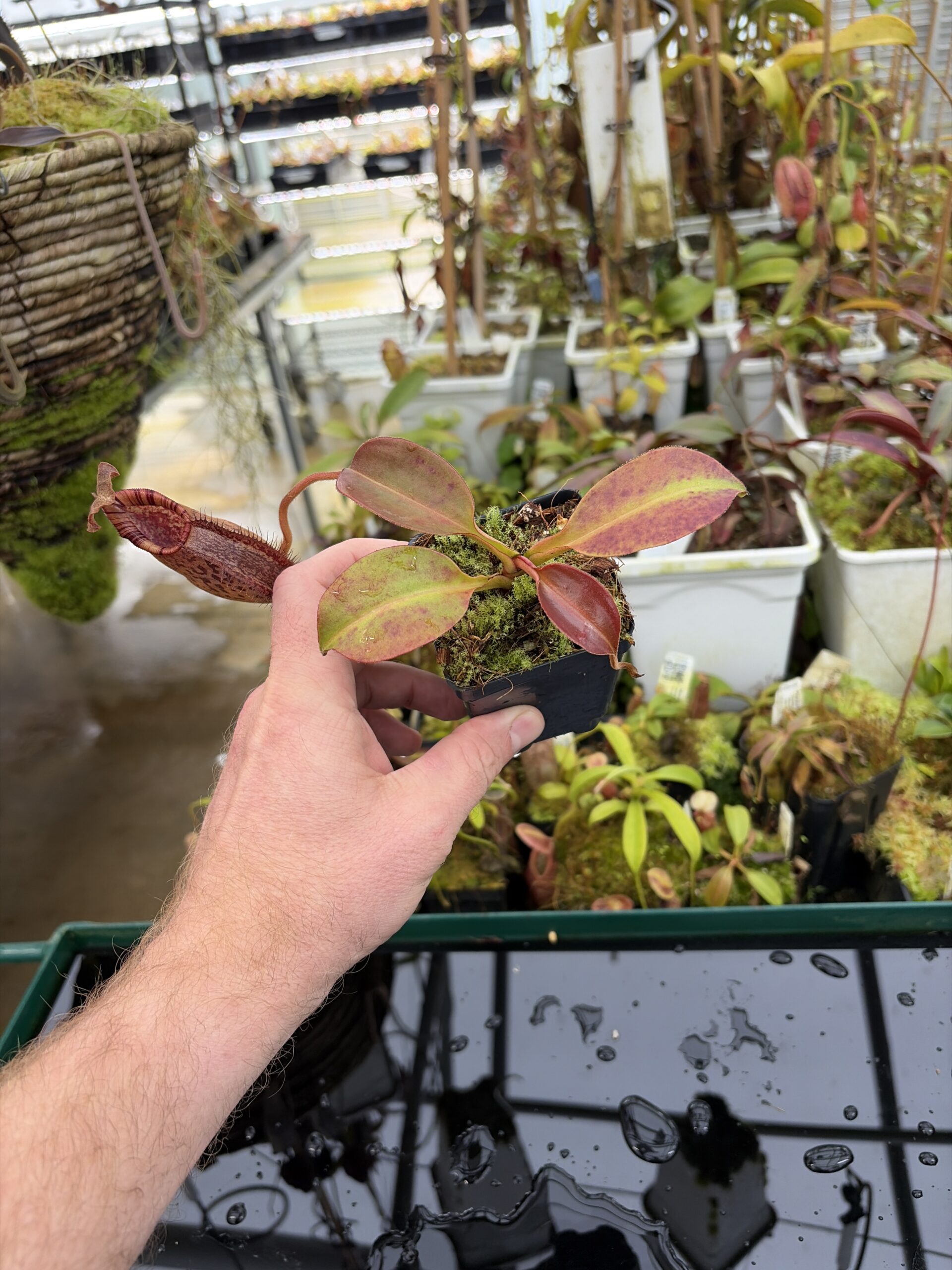 Wide Angle of Nepenthes robcantleyi x (aristolochioides x spectabilis) | Borneo Exotics | BE-3966 | H26988