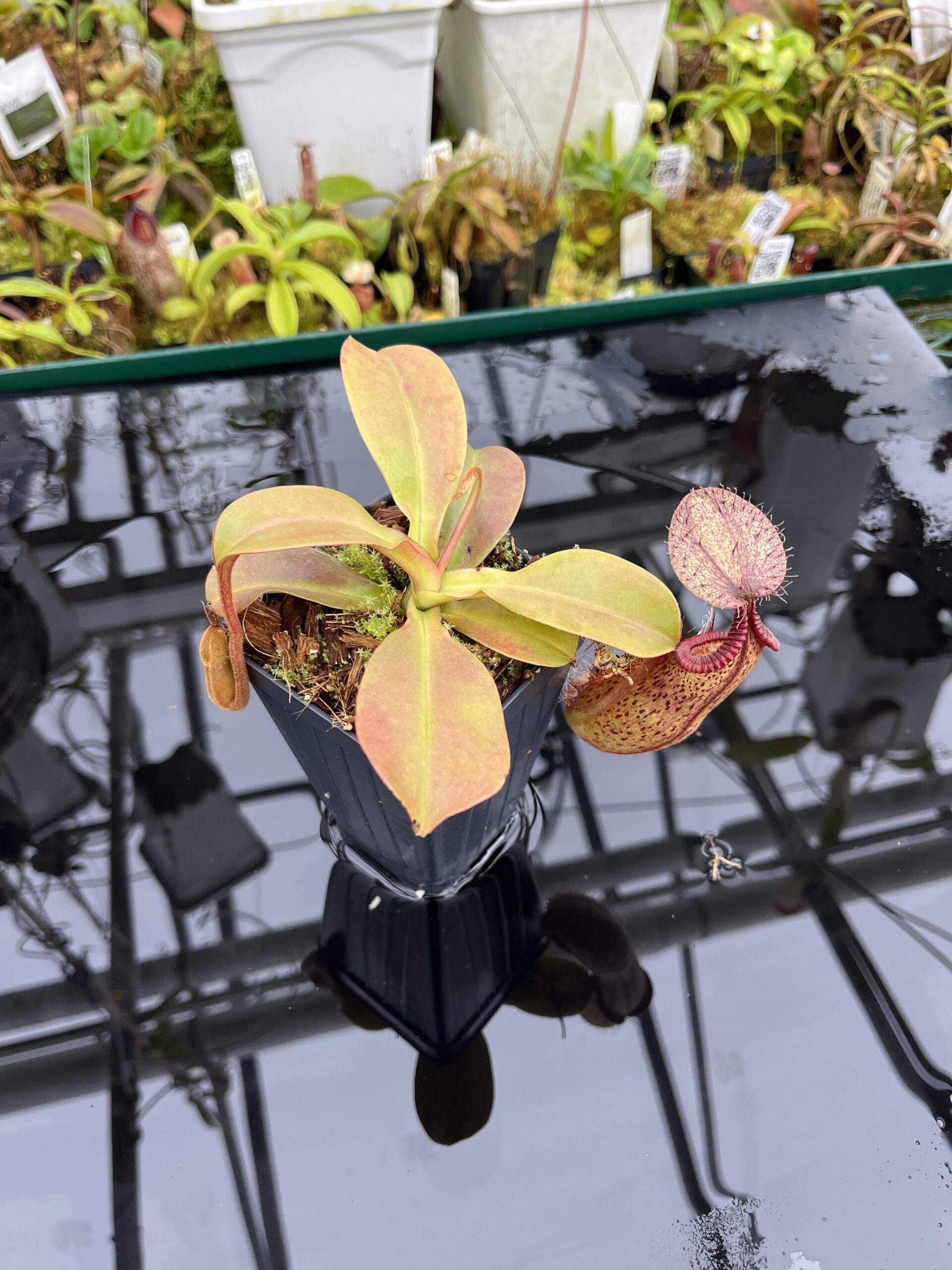 Wide Angle of Nepenthes robcantleyi x hamata | Borneo Exotics | BE-3958 | H26801