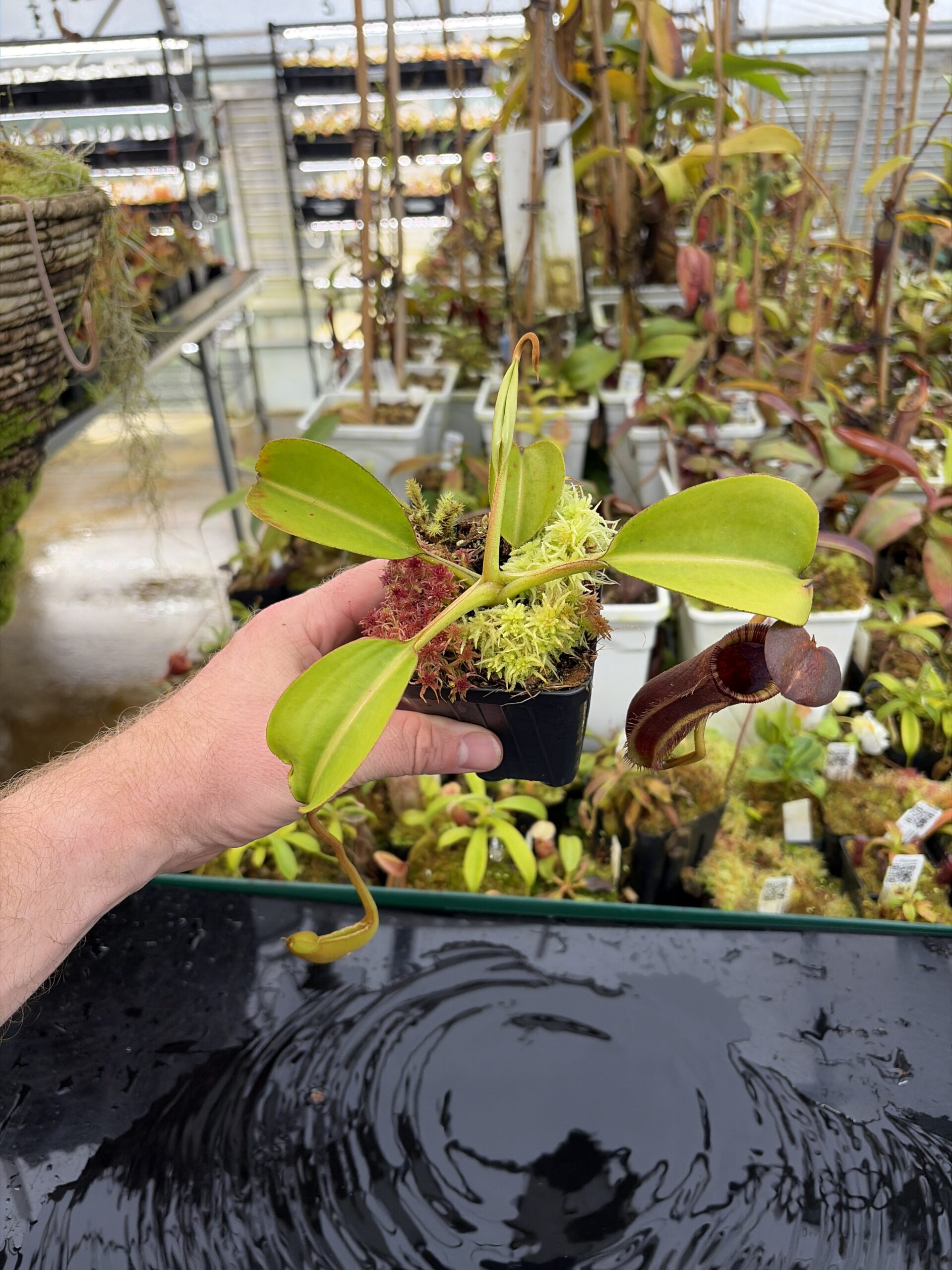 Wide Angle of Nepenthes robcantleyi x lowii | Andreas Wistuba | AW-RSC | H26912