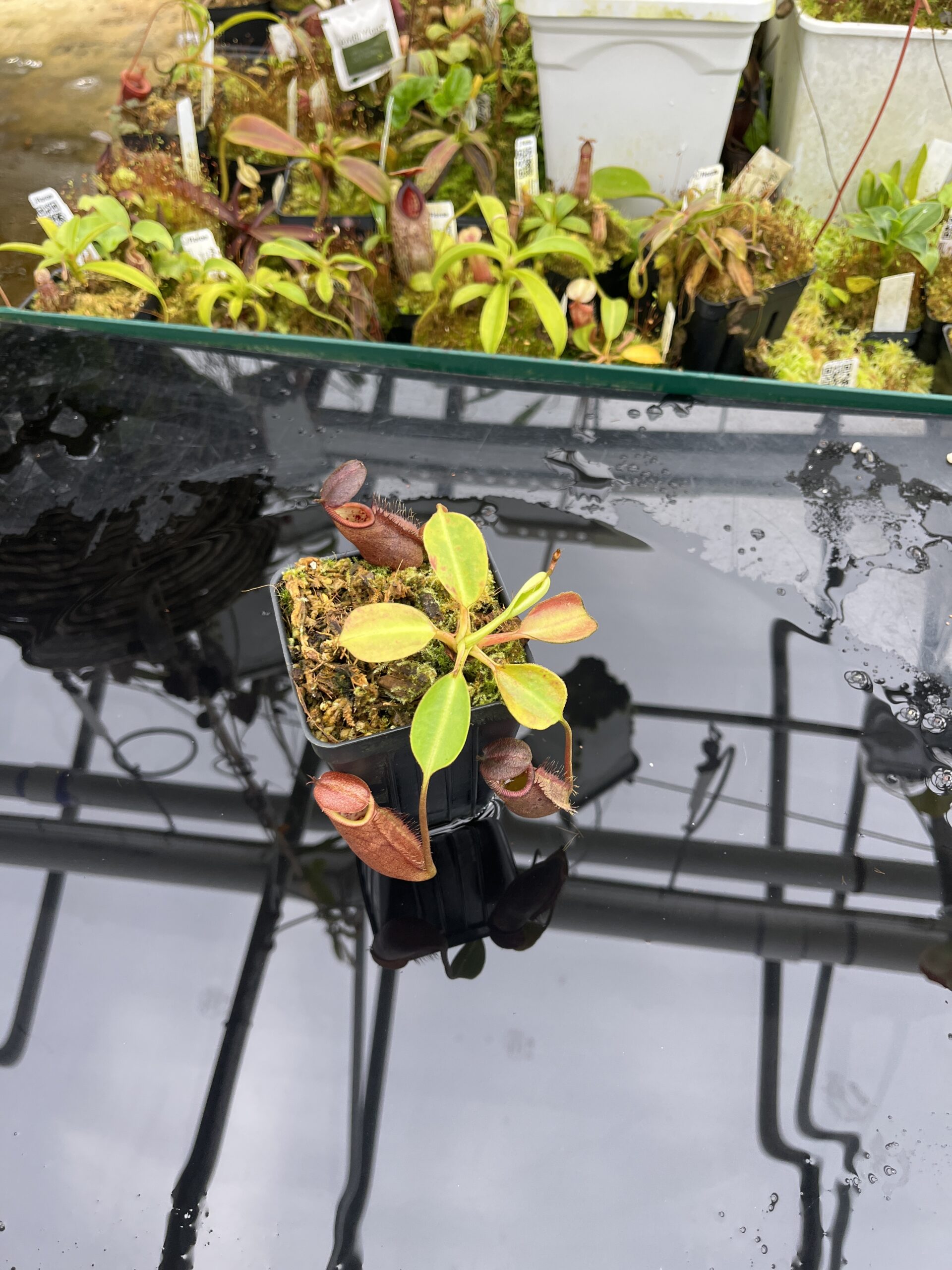 Wide Angle of Nepenthes robcantleyi x palawanensis | Borneo Exotics | BE-4591 | IN26787