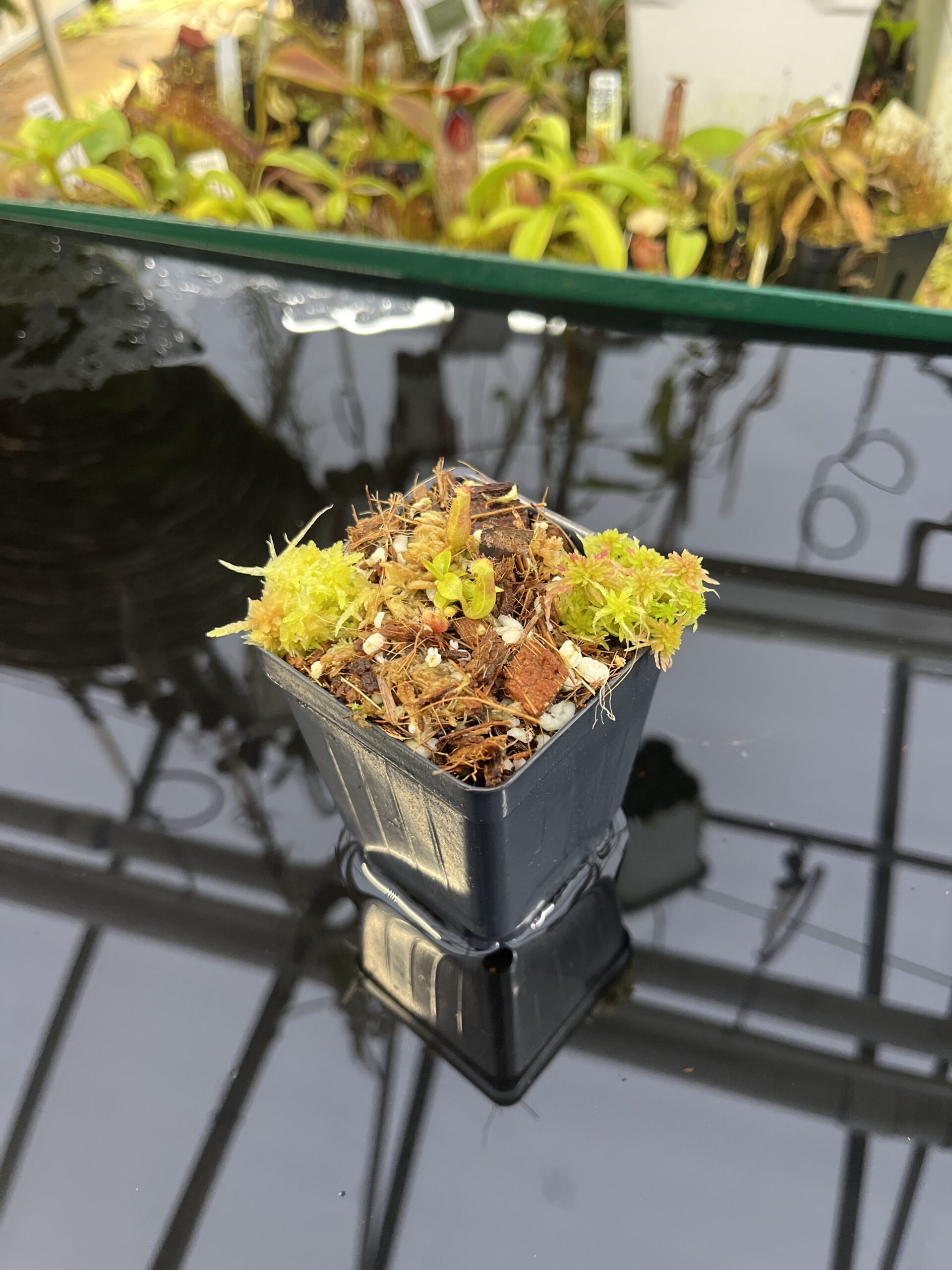 Wide Angle of Nepenthes robcantleyi x villosa (#2) | Jeremiah Harris | JH-614.00 | H26881