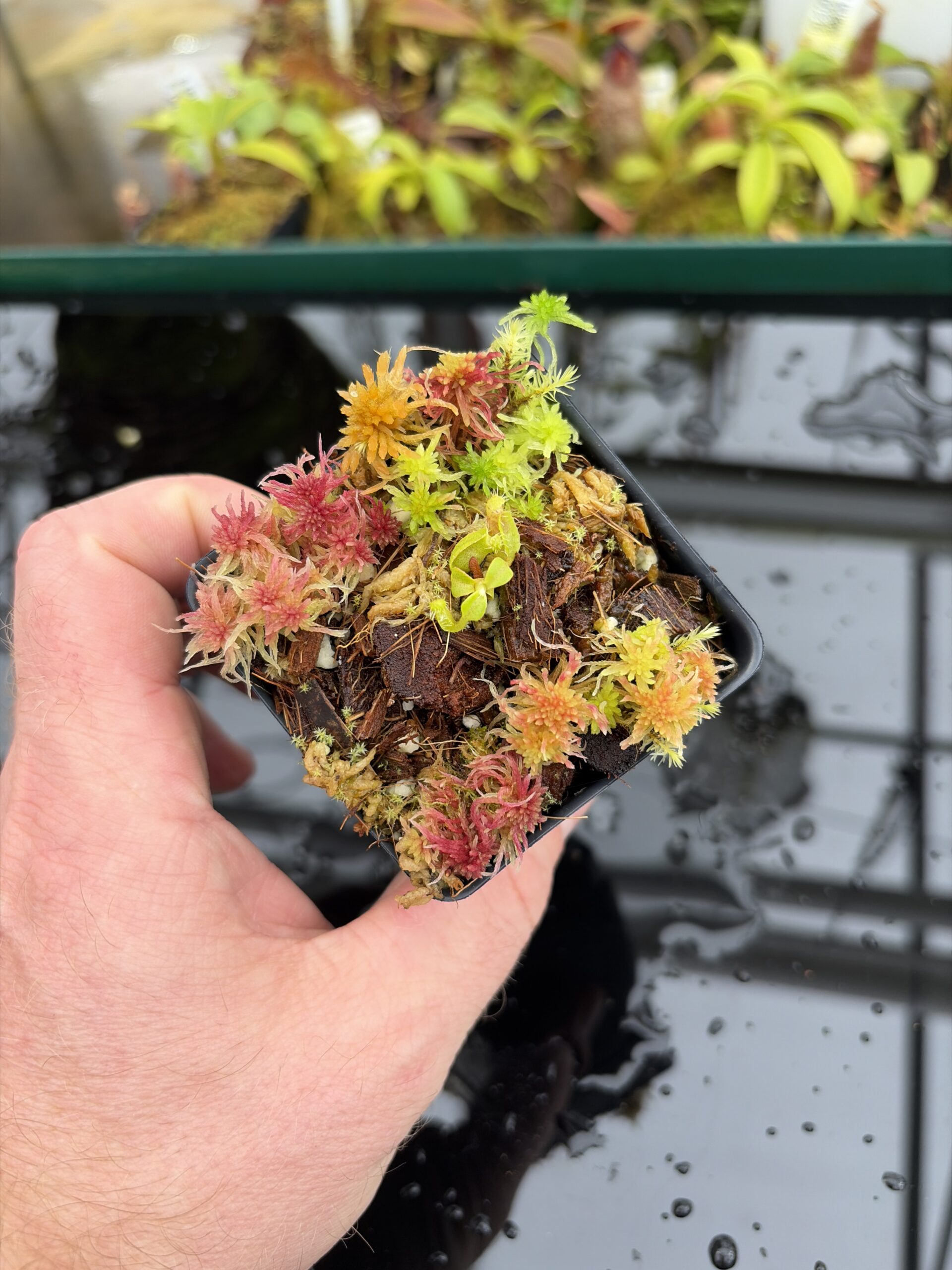 Wide Angle of Nepenthes robcantleyi x villosa (#2) | Jeremiah Harris | JH-614.00 | H27004