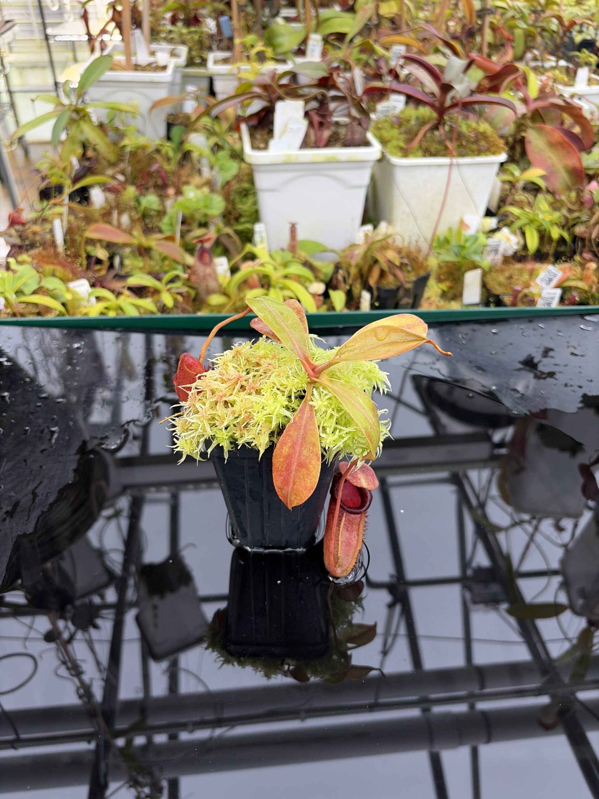 Wide Angle of Nepenthes sibuyanensis x ephippiata | Borneo Exotics | BE-4644 | IN26906