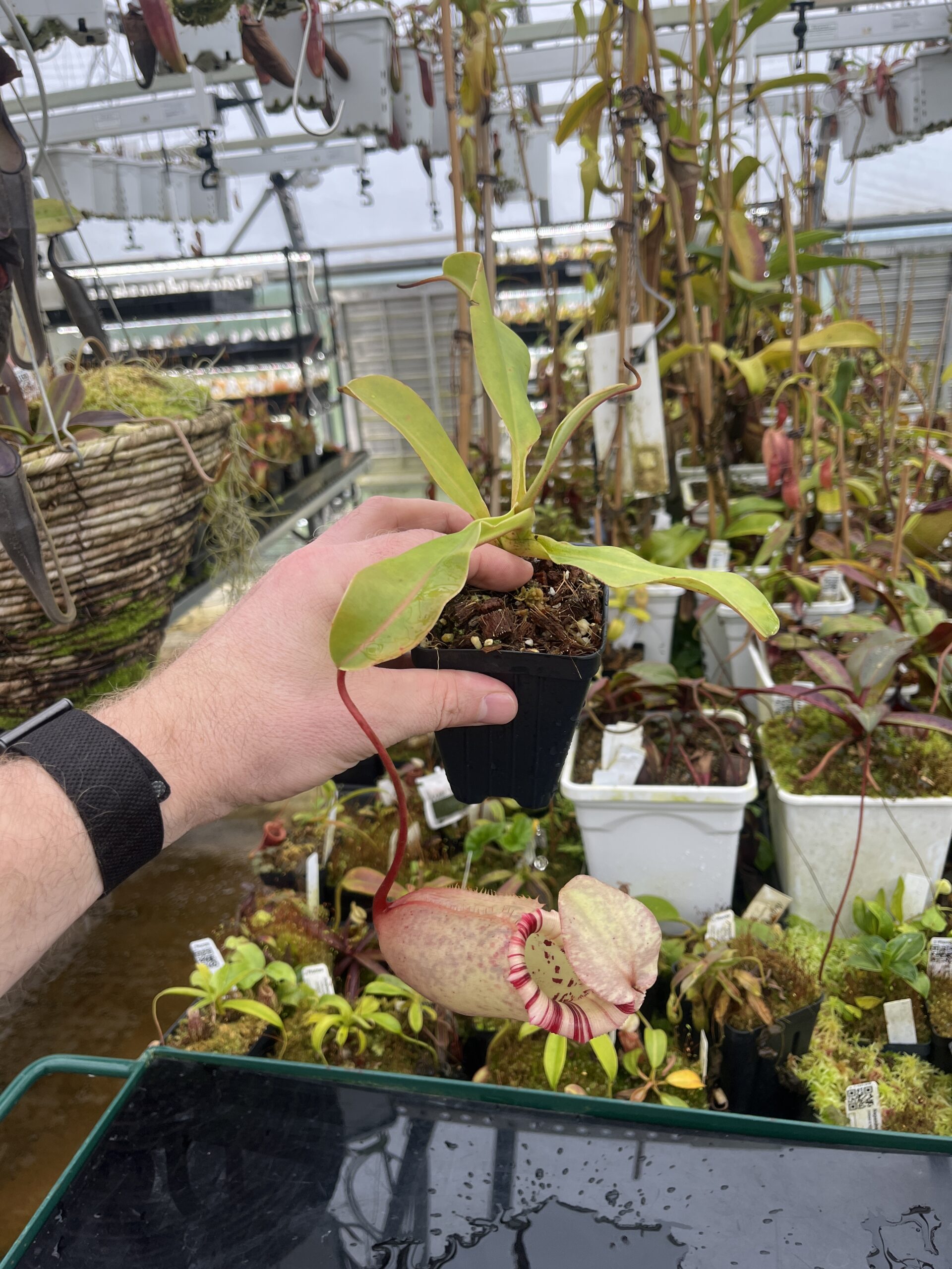 Wide Angle of Nepenthes sibuyanensis x (veitchii x lowii) | Borneo Exotics | BE-4615 | IN26780
