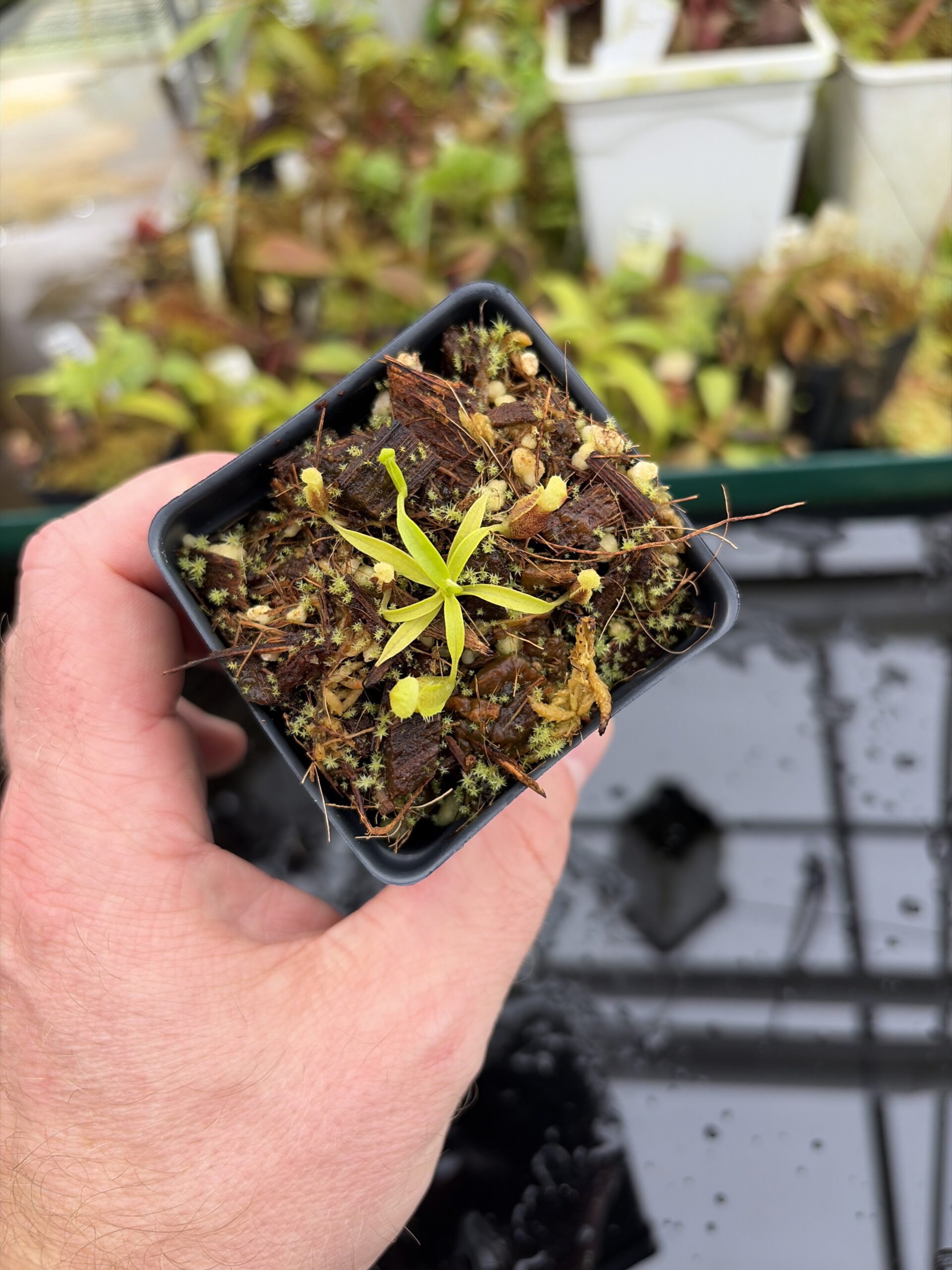 Wide Angle of Nepenthes singalana (Belirang x Tujuh) | Assorted Clones | Mikhail Kujawa | MK-486 | H27006