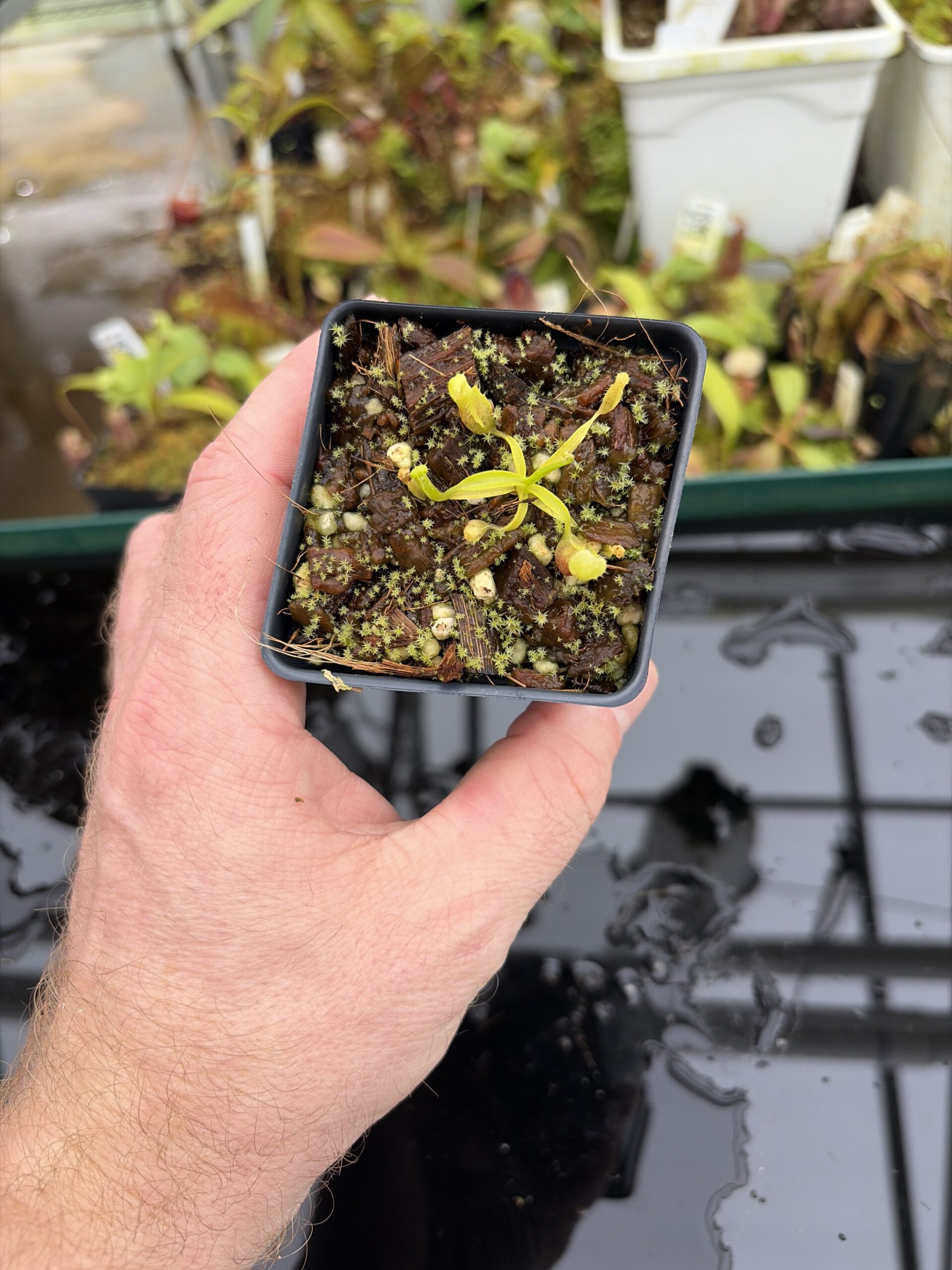 Wide Angle of Nepenthes singalana (Belirang x Tujuh) | Assorted Clones | Mikhail Kujawa | MK-486 | H27019