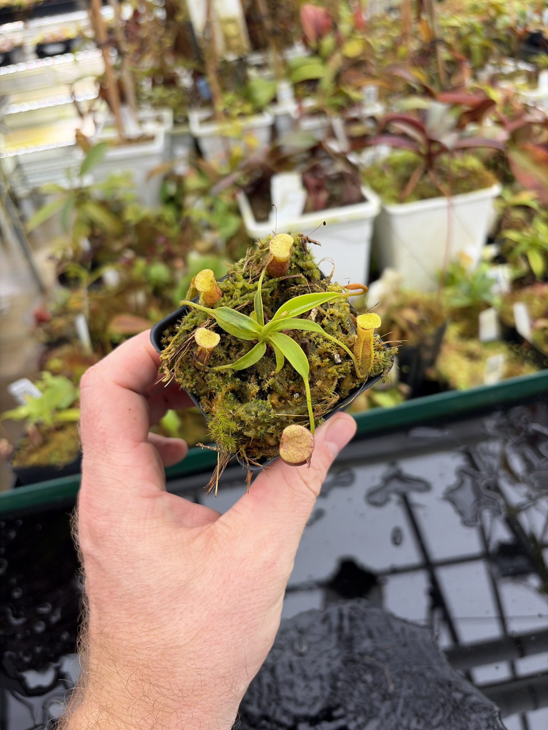 Wide Angle of Nepenthes singalana Belirang x villosa | JH | Clone 6 | Jeremiah Harris | JH-353.06 | H27012