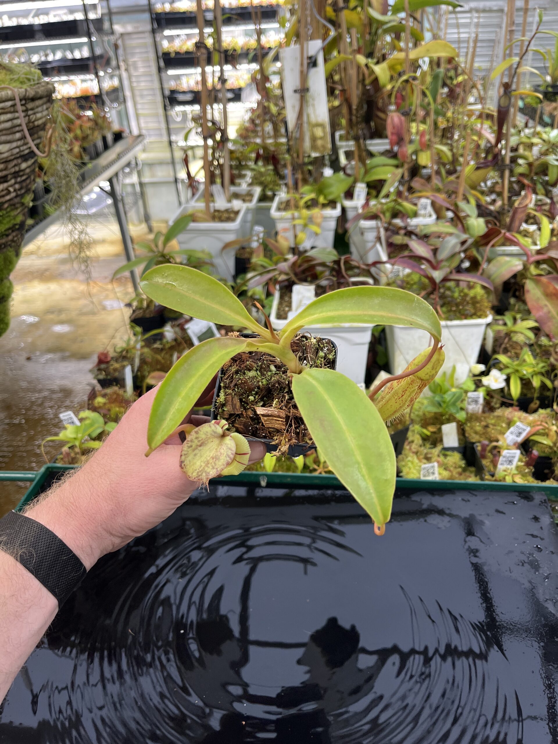Wide Angle of Nepenthes singalana x (burbidgeae x edwardsiana) | Borneo Exotics | BE-3984 | H26862