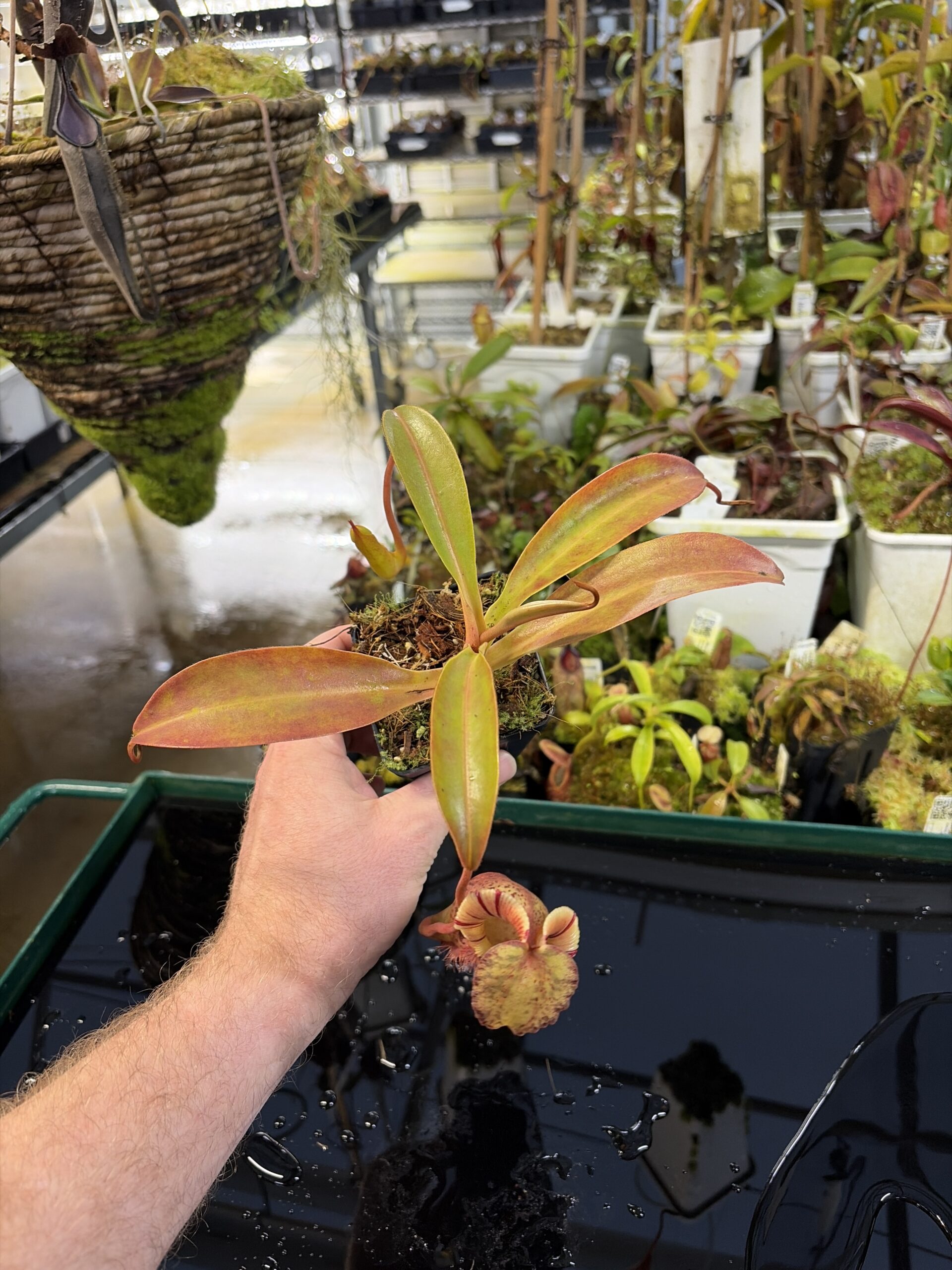 Wide Angle of Nepenthes singalana x (burbidgeae x edwardsiana) | Borneo Exotics | BE-3984 | H26976