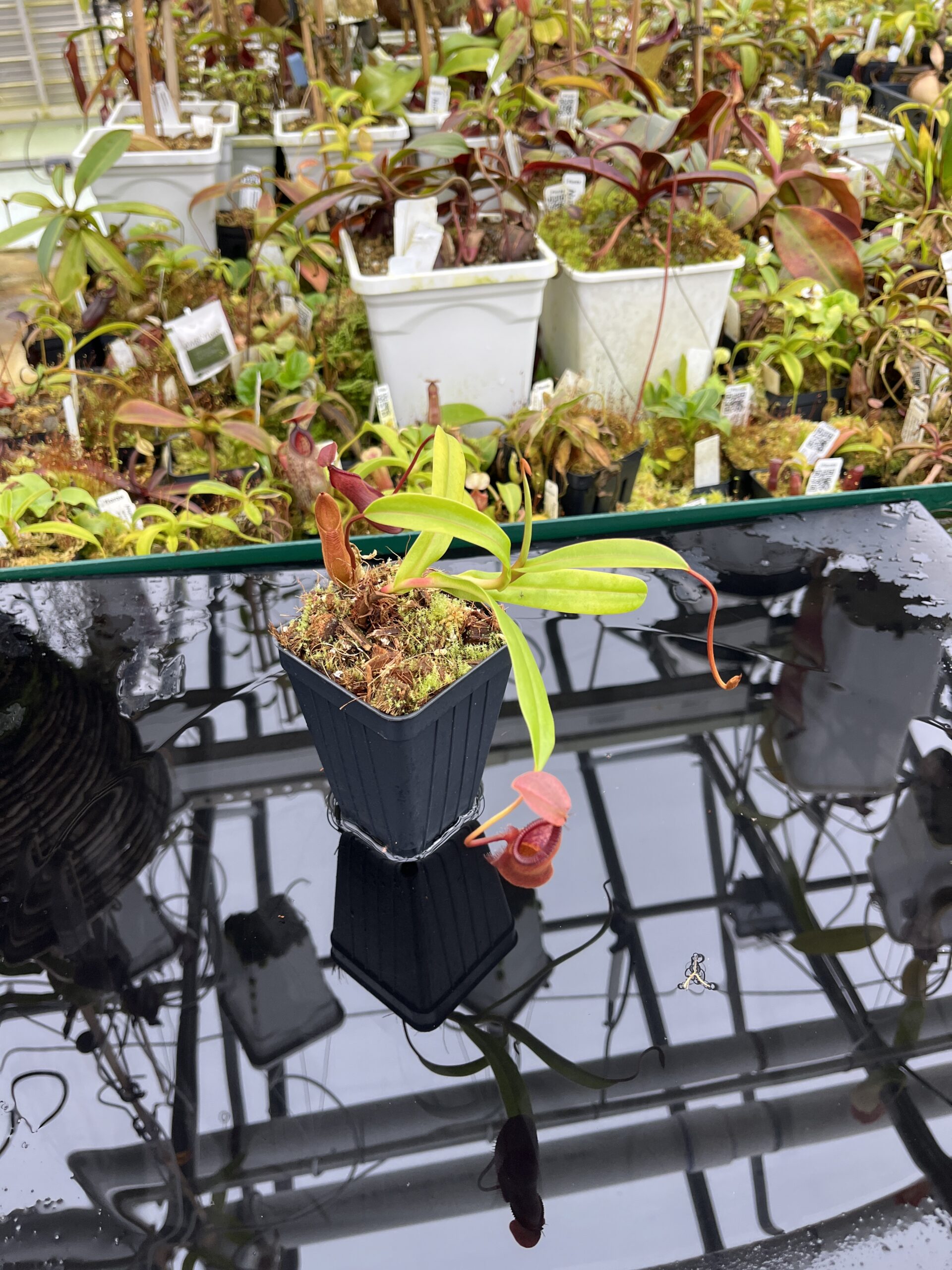Wide Angle of Nepenthes singalana x diabolica | Borneo Exotics | BE-3900 | H26800