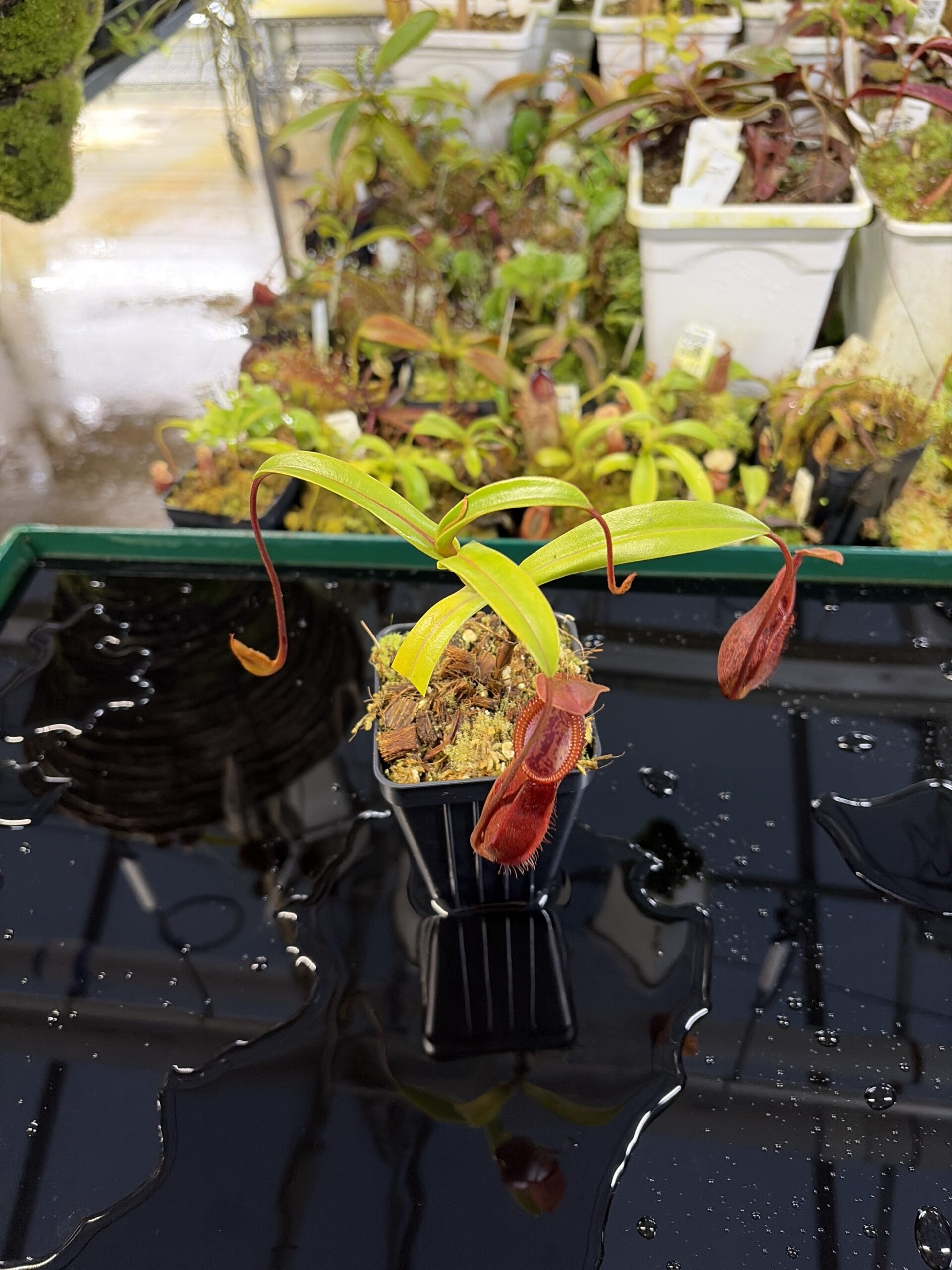 Wide Angle of Nepenthes singalana x diabolica | Borneo Exotics | BE-3900 | H26980