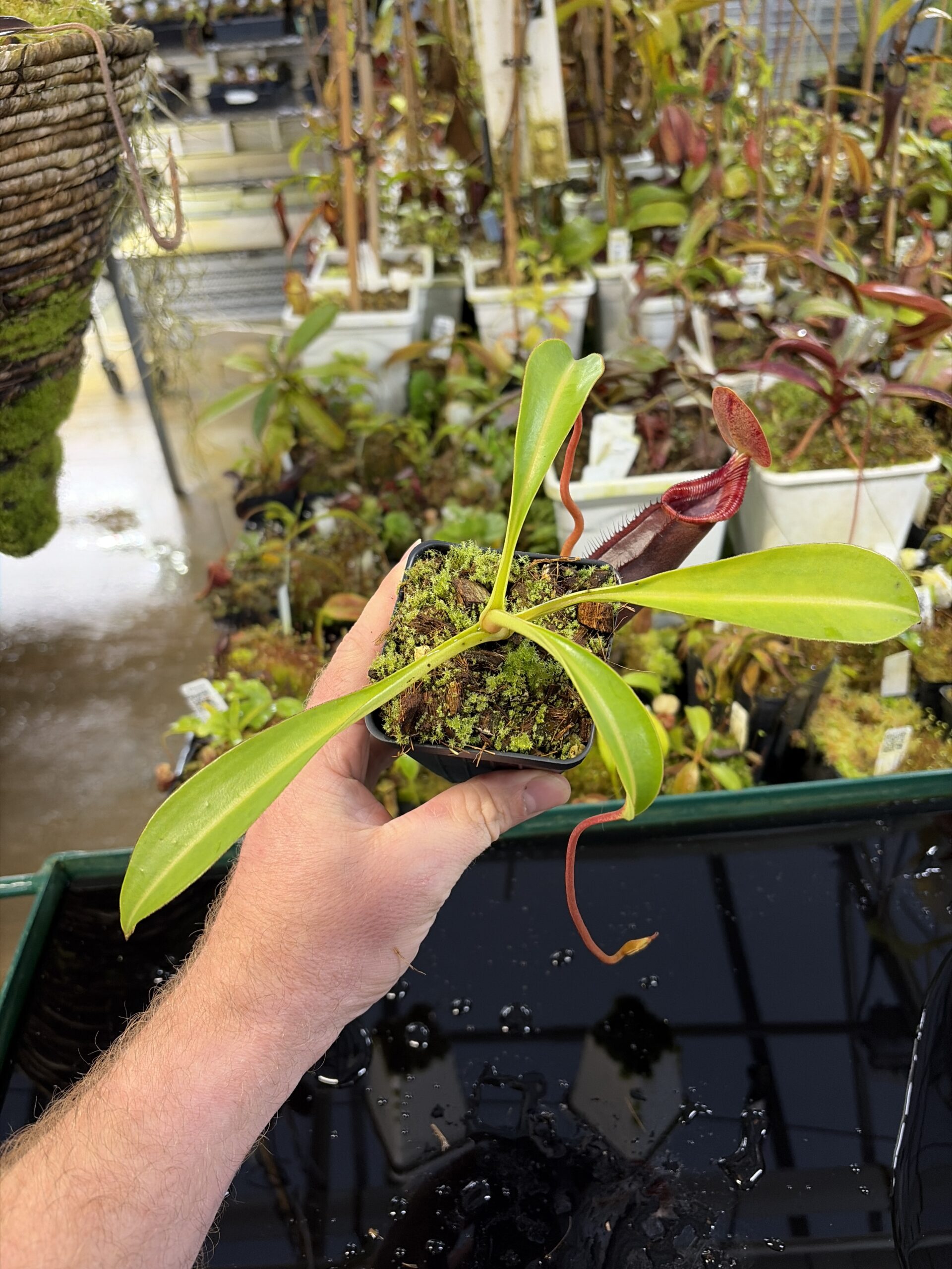 Wide Angle of Nepenthes singalana x lowii | Borneo Exotics | BE-4080 | H26979
