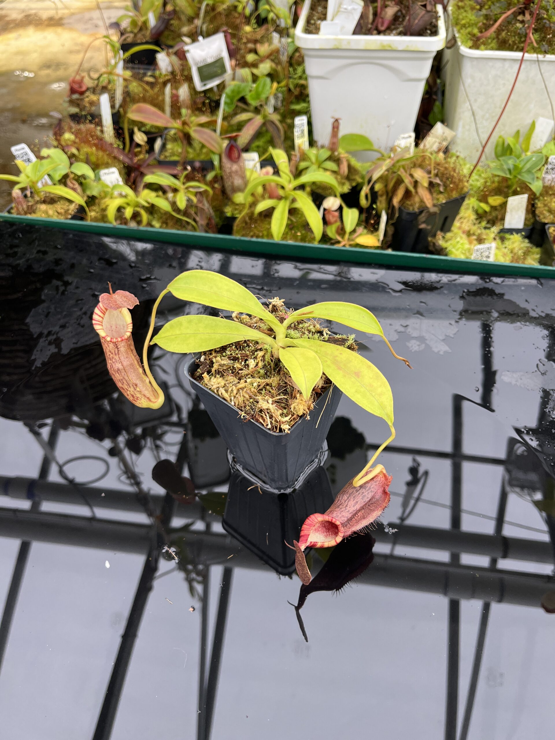 Wide Angle of Nepenthes spathulata x (densiflora x spectabilis) | Borneo Exotics | BE-4589 | H26803