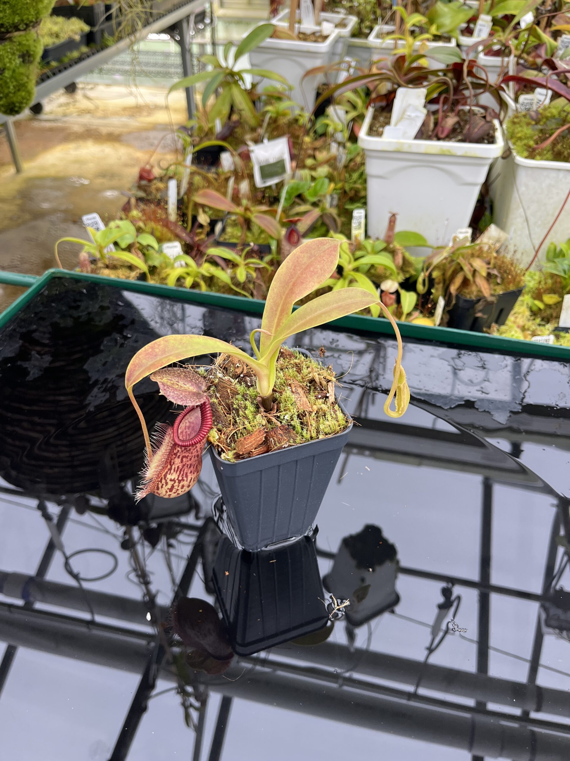 Wide Angle of Nepenthes spathulata x hamata | Borneo Exotics | BE-3793 | H26802